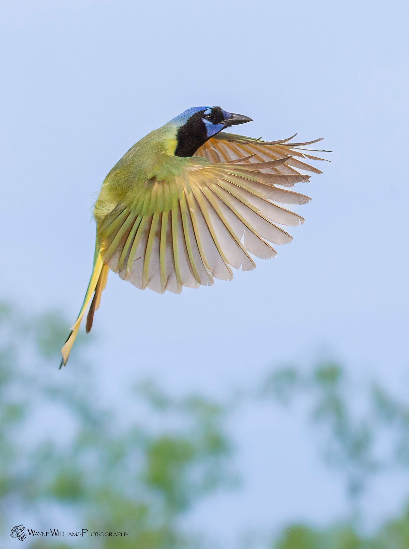 A bird is flying in the sky with its wings outstretched
