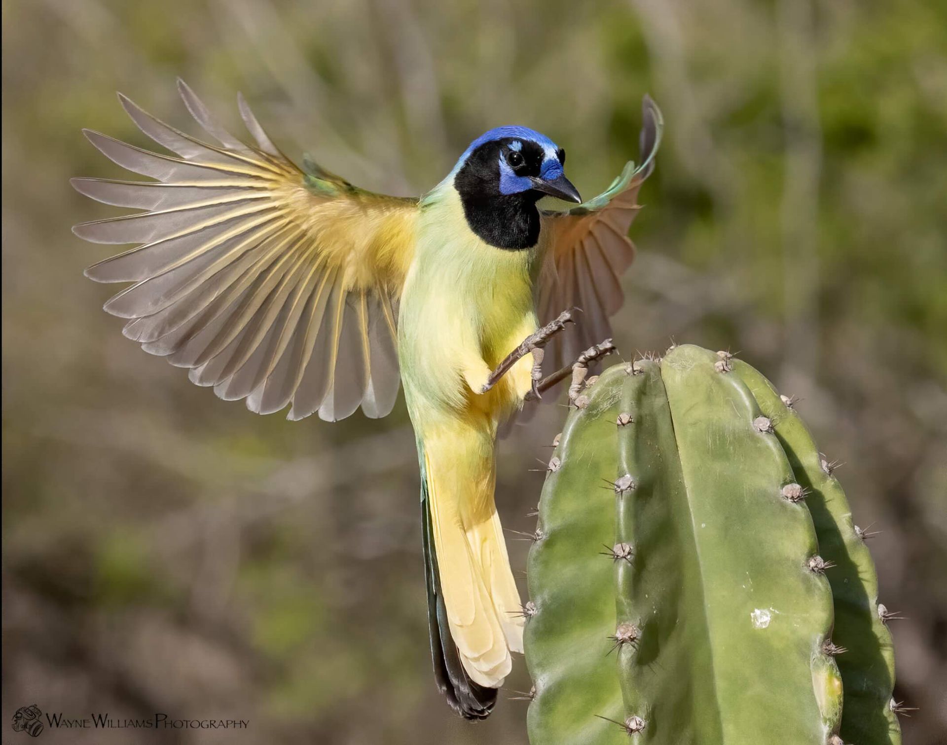 A bird with a blue head is perched on a cactus