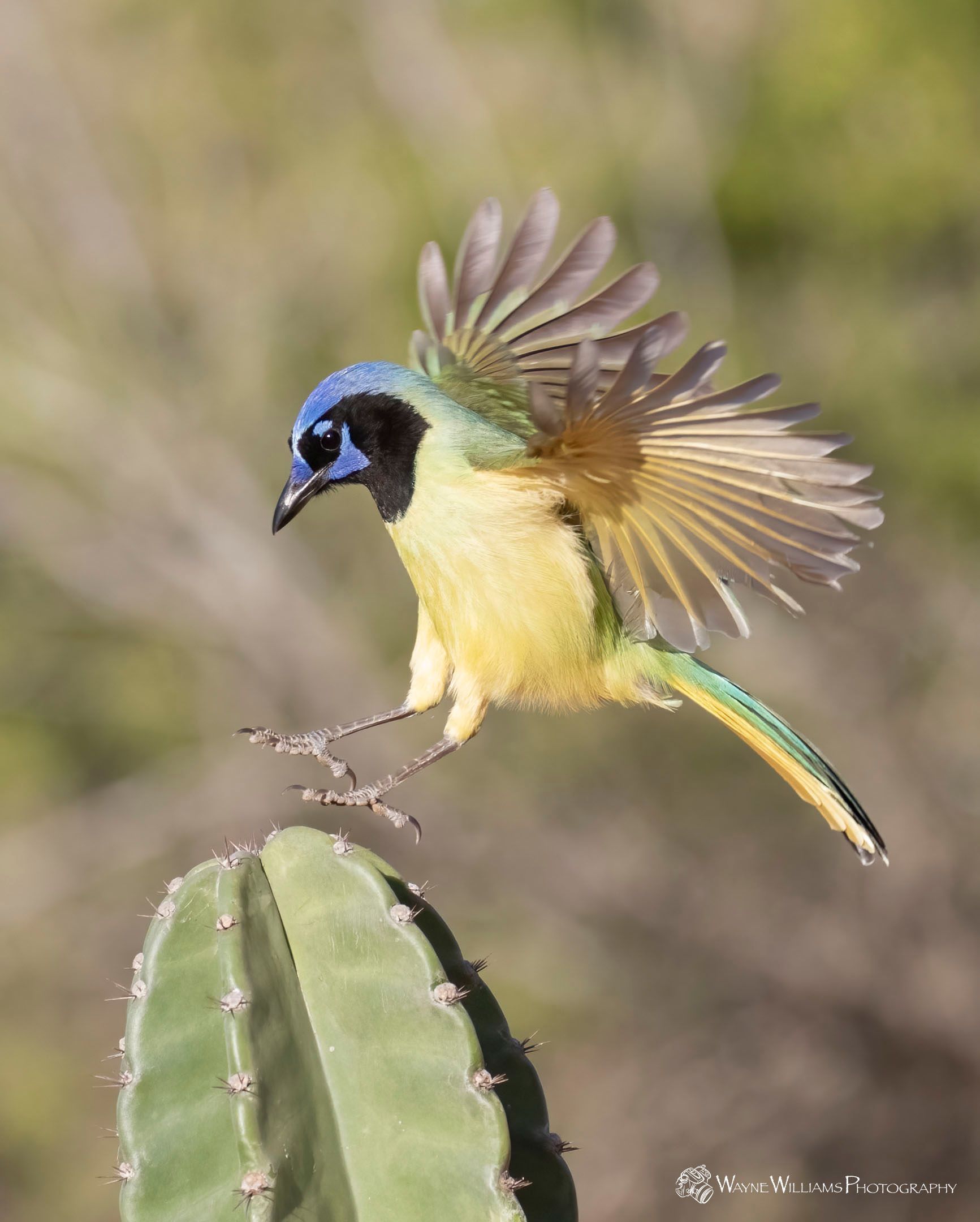 A bird is sitting on top of a cactus with its wings outstretched.