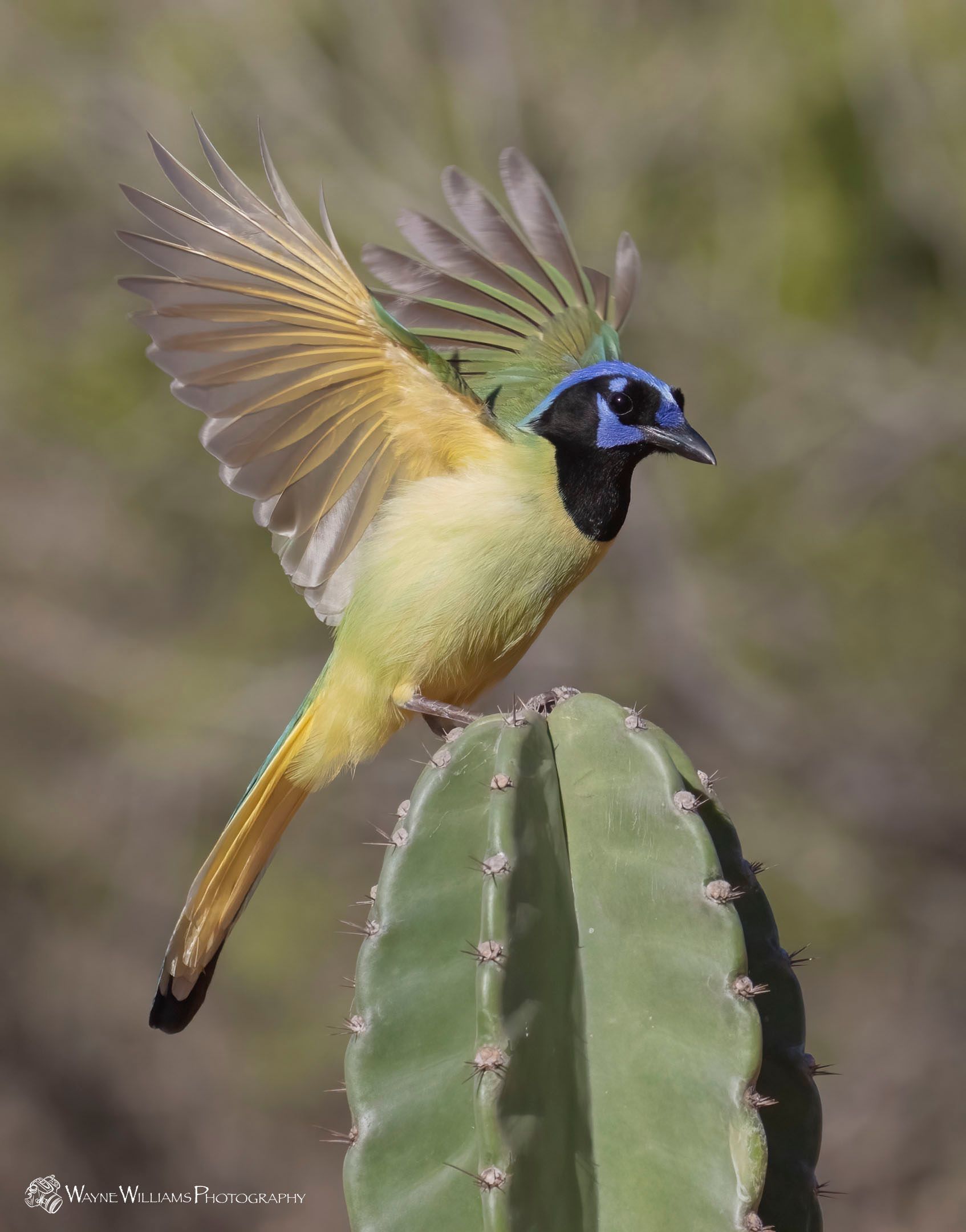 A bird with a blue head is sitting on top of a cactus.