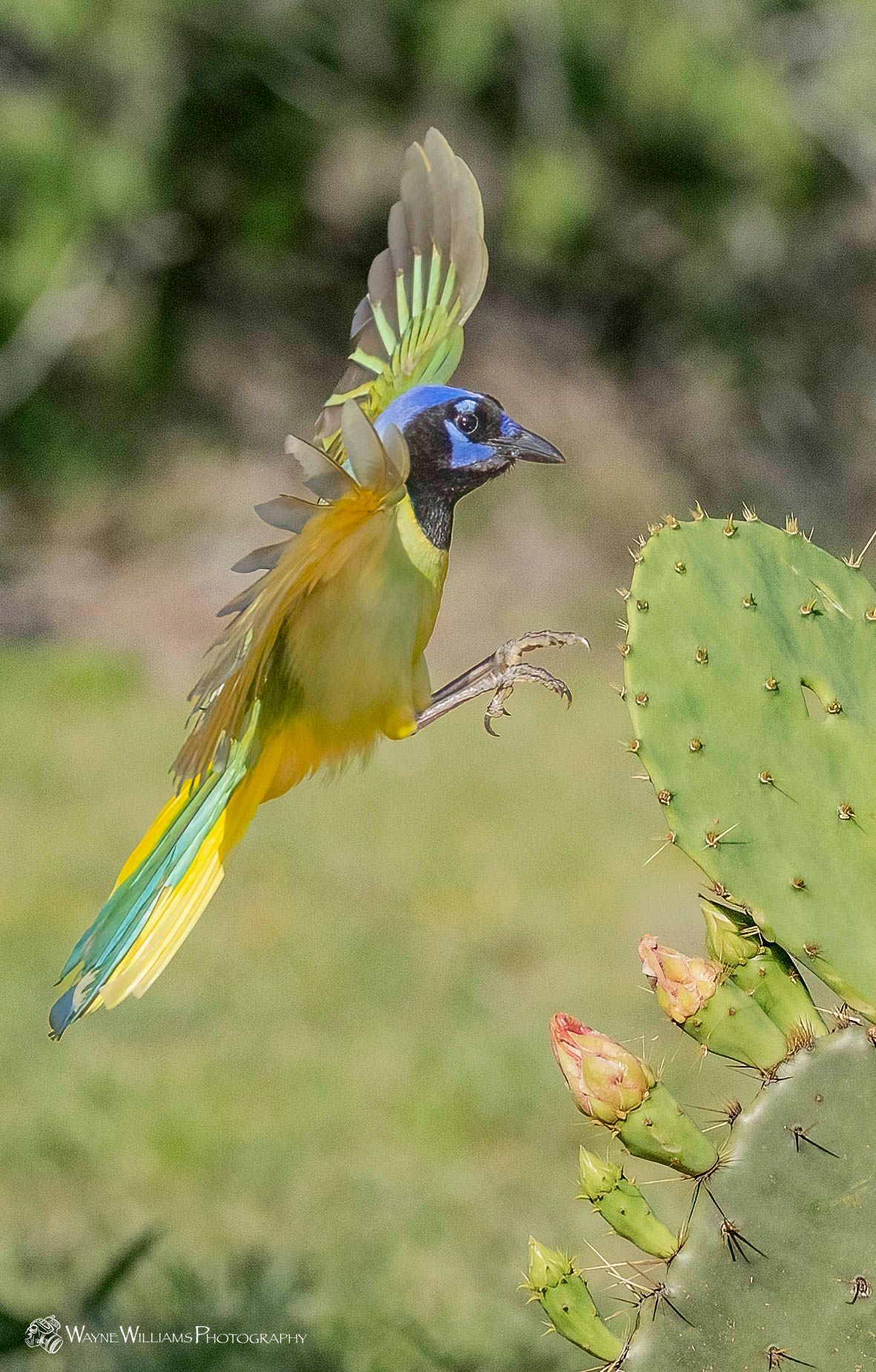 A colorful bird is flying over a cactus.