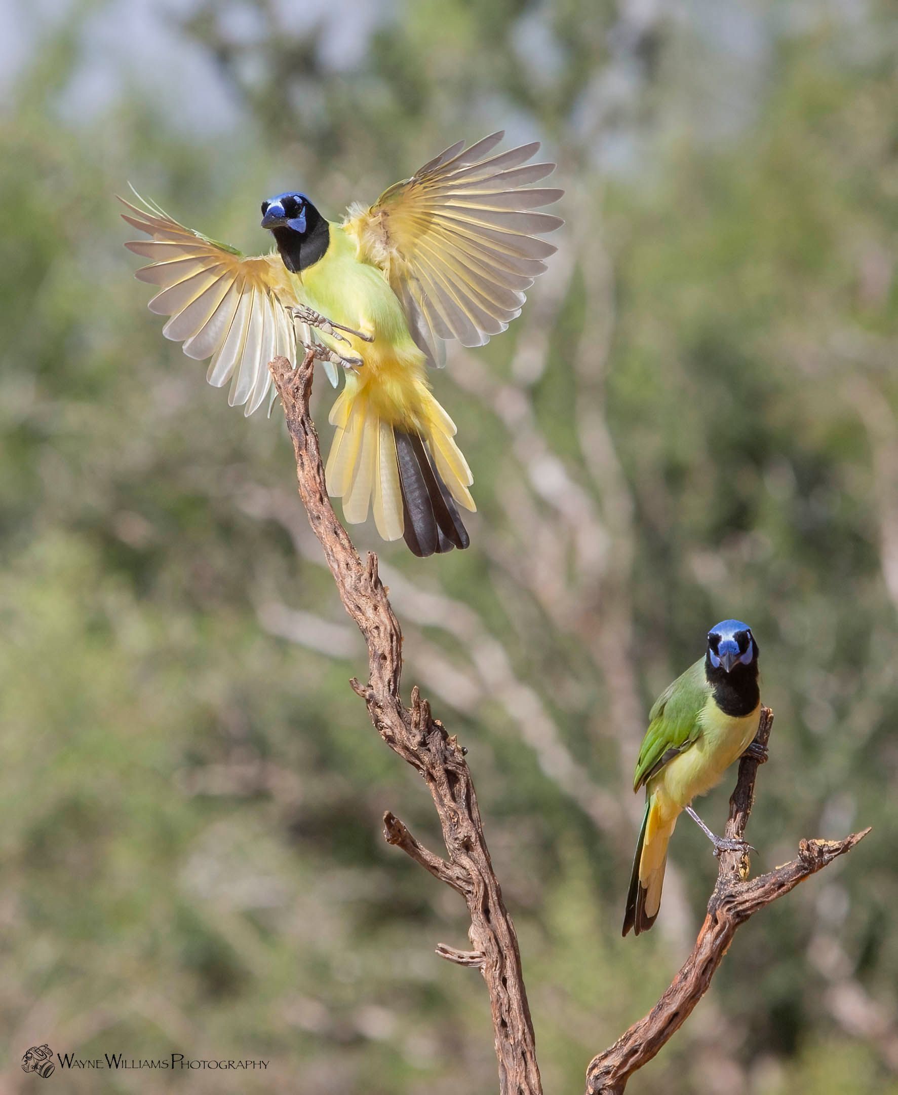 Two birds perched on a branch with one flying away