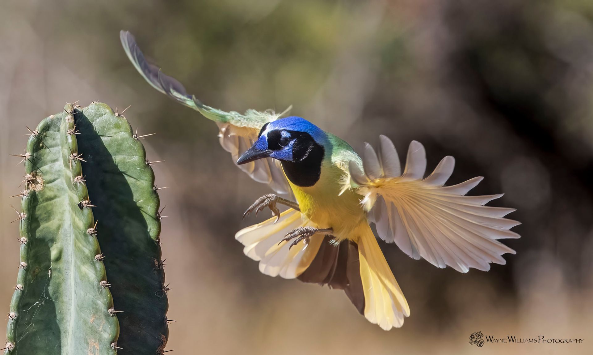 A blue and yellow bird is flying over a cactus.