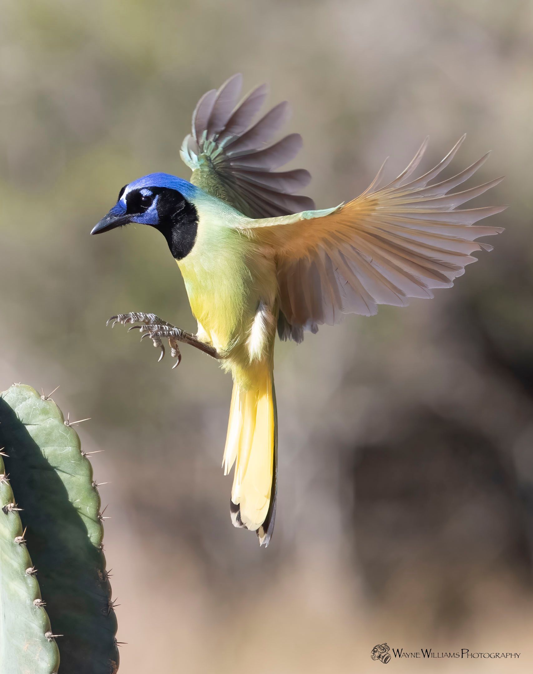 A bird with a blue head is flying over a cactus