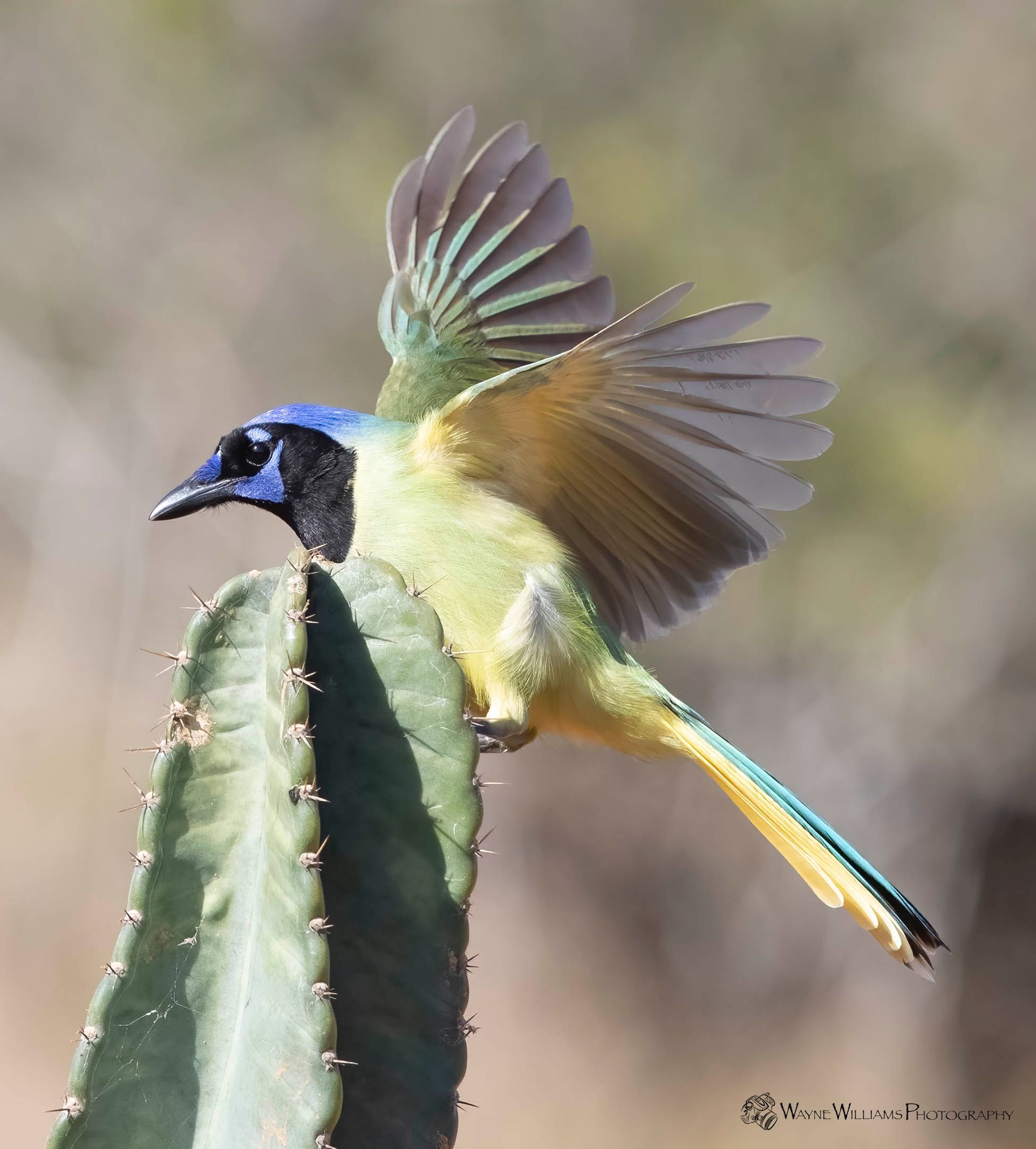 A bird is perched on a cactus with its wings outstretched
