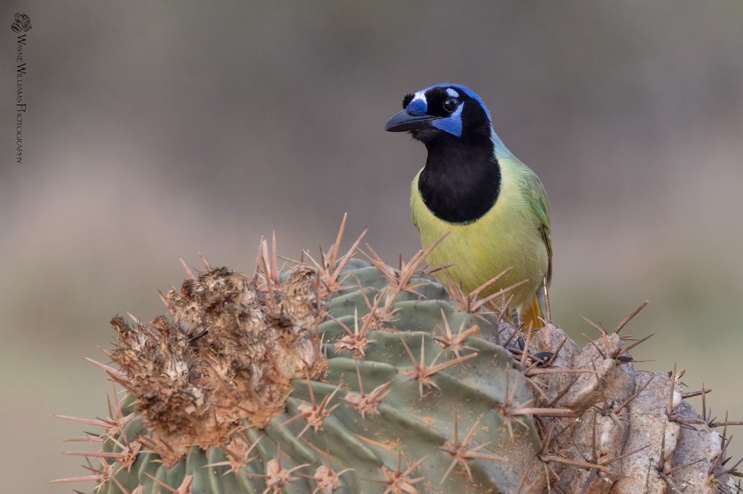 A small bird is perched on top of a cactus.