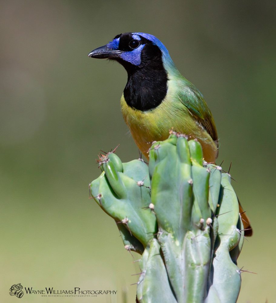 A colorful bird perched on top of a green cactus