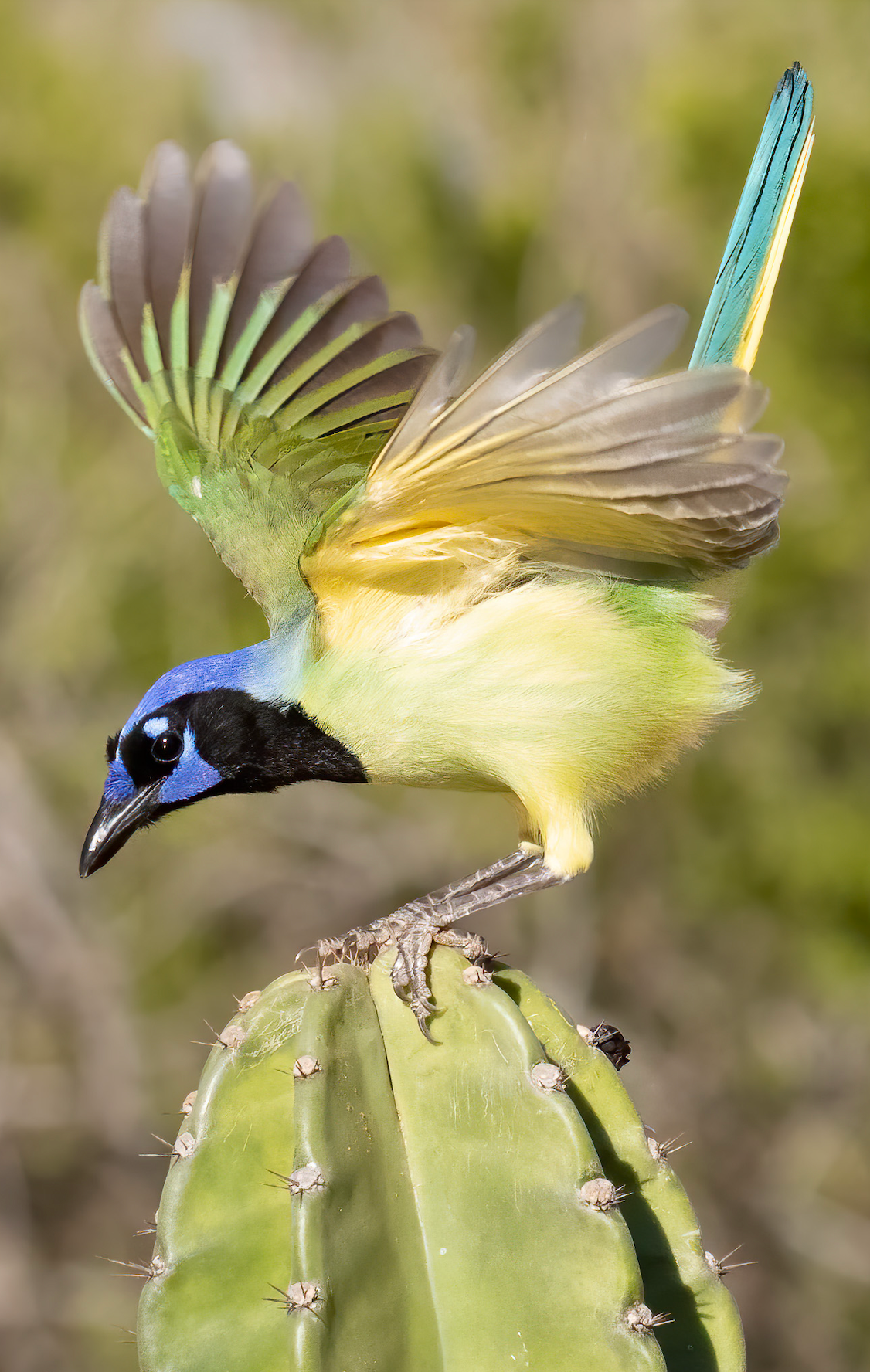 A colorful bird is perched on top of a cactus.
