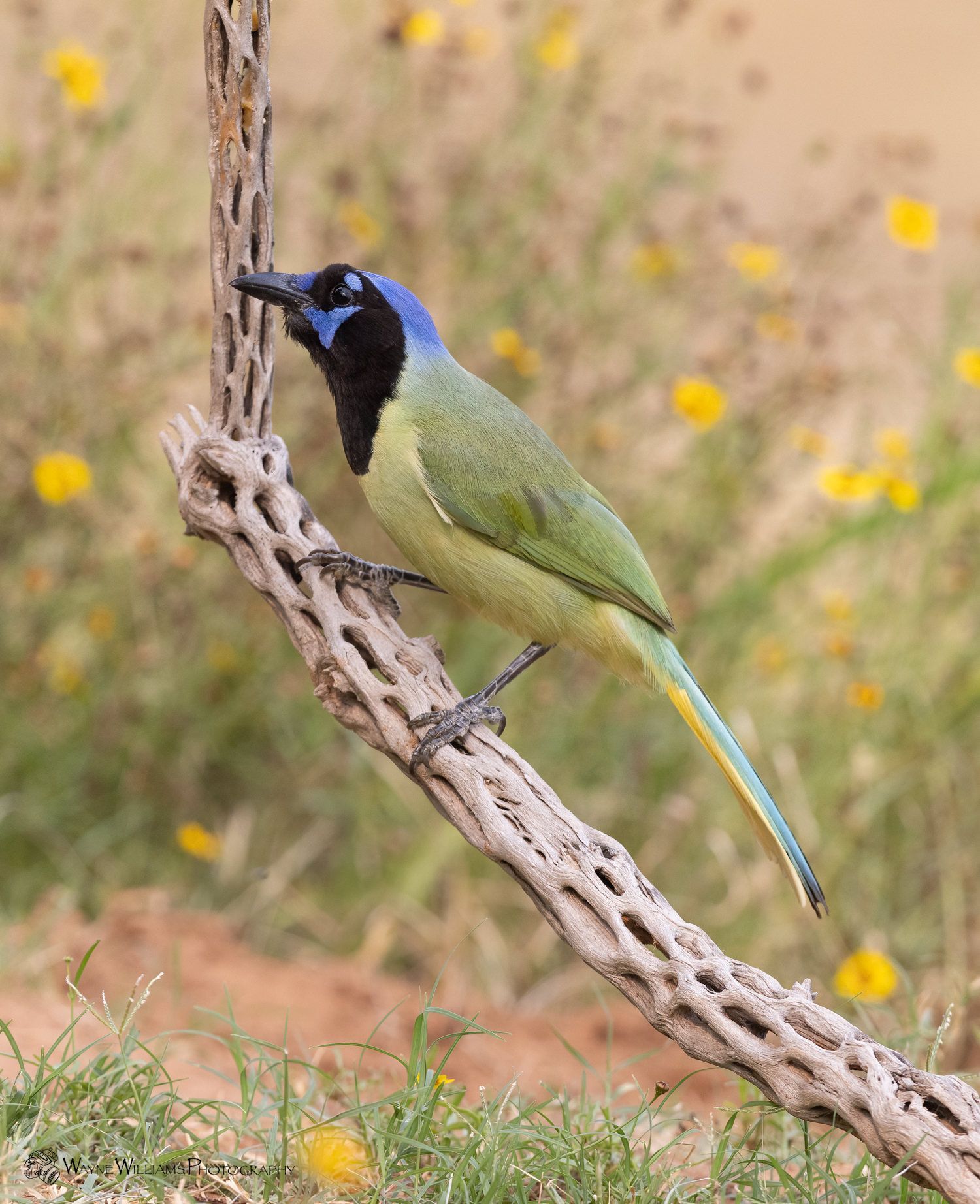 A green and blue bird perched on a branch