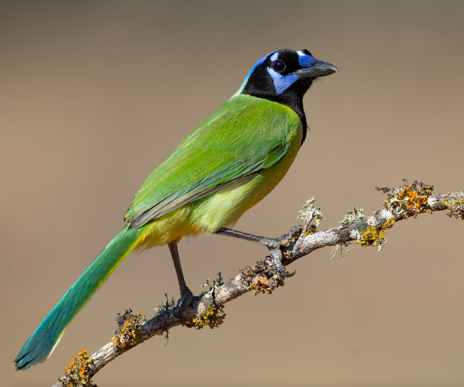 A green and blue bird perched on a branch