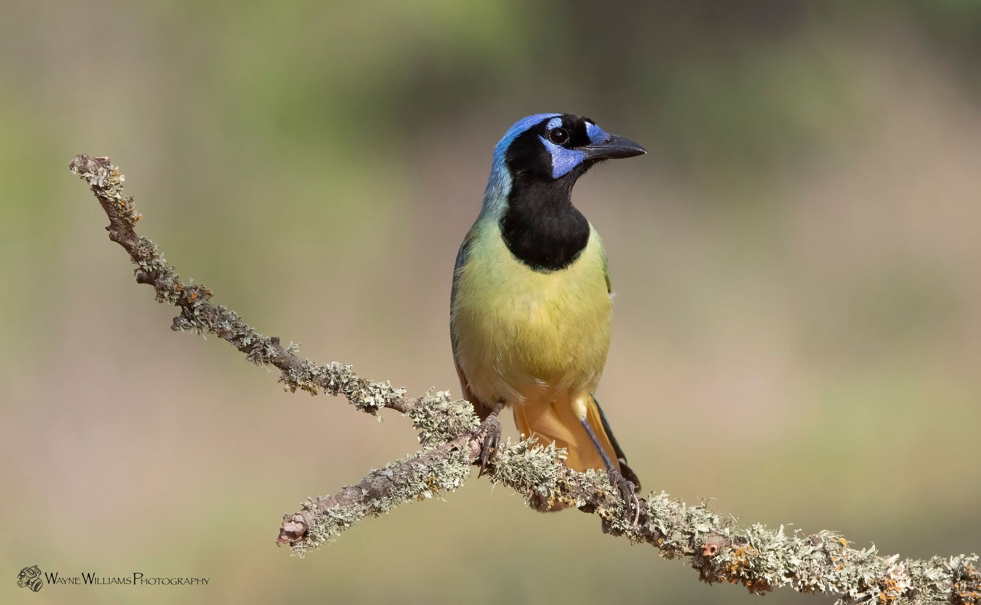 A bird with a blue head is perched on a branch.