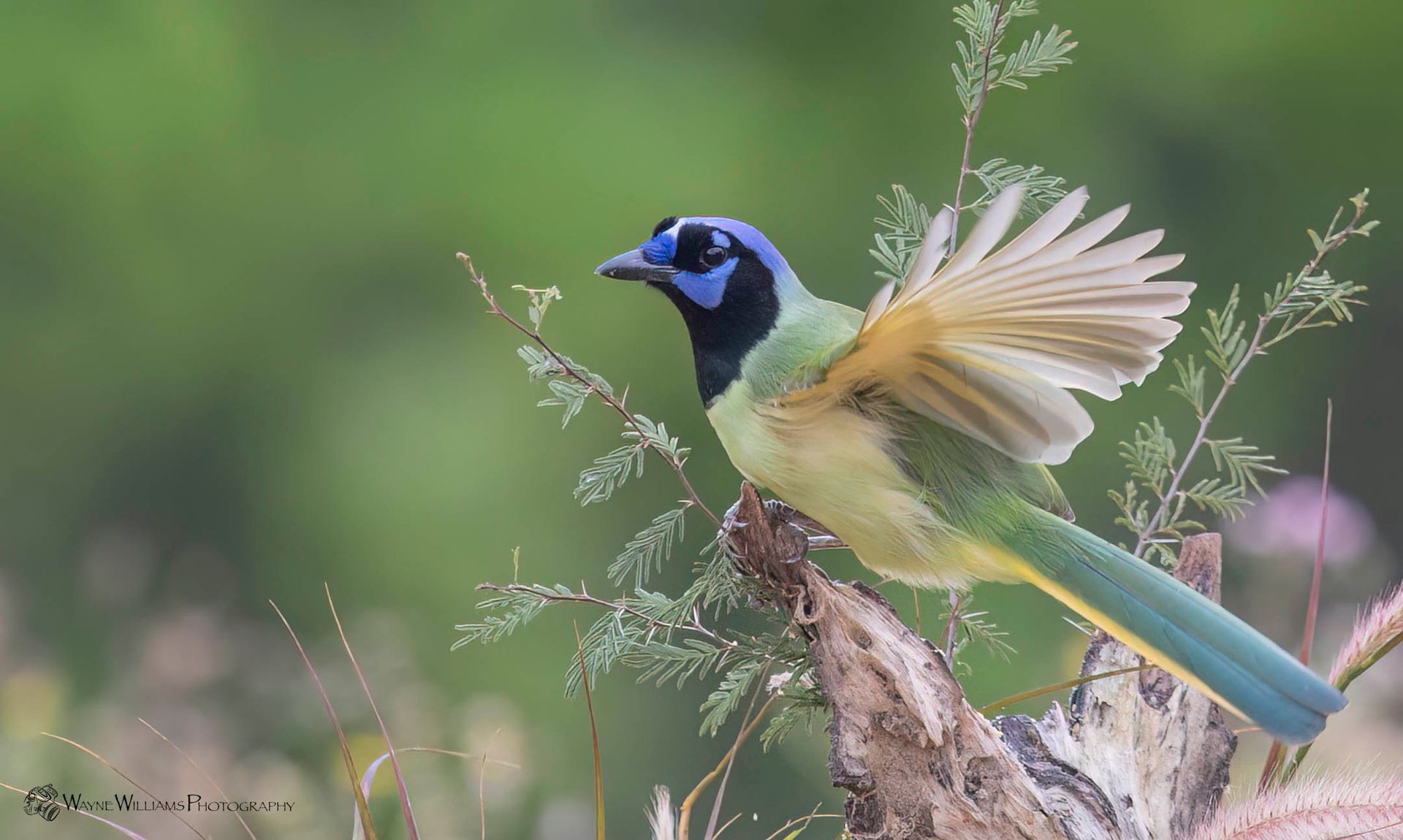 A colorful bird is perched on a tree branch with its wings outstretched.