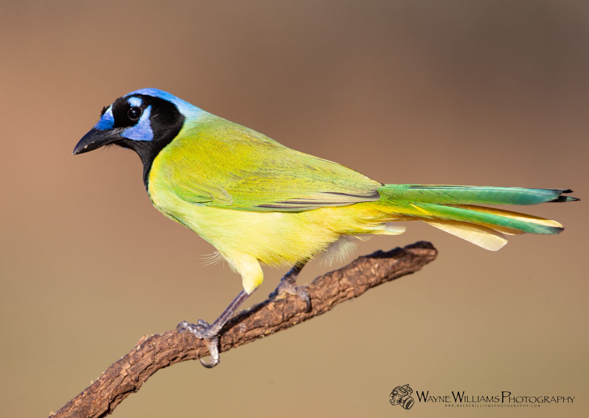 A green and yellow bird with a blue head is perched on a branch.