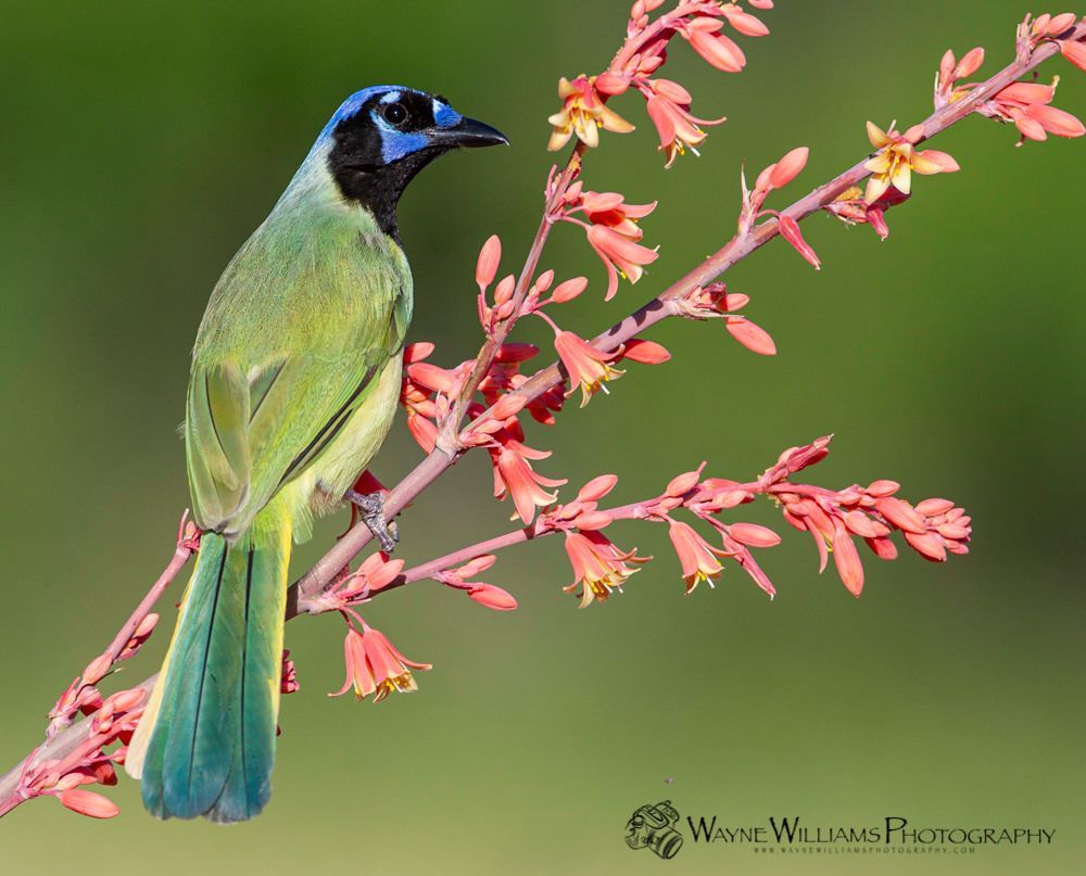 A bird with a blue head is perched on a flower branch