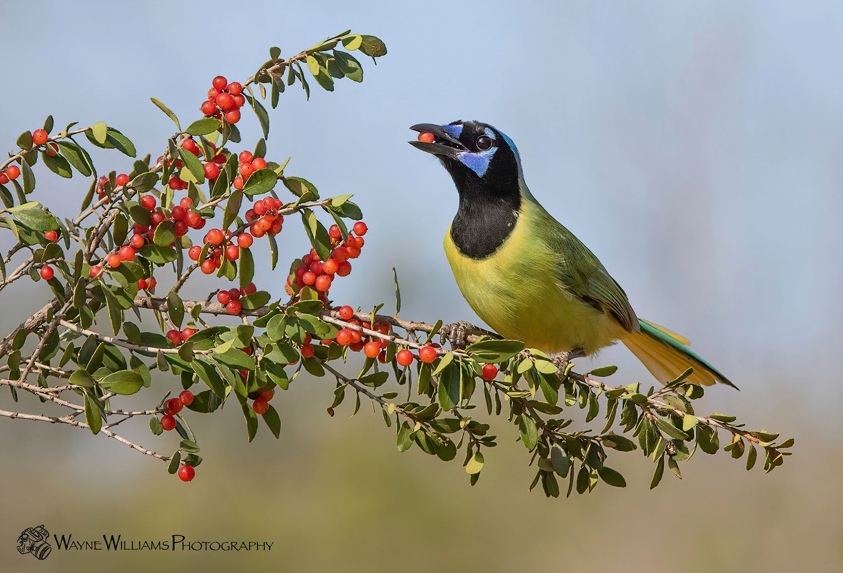 A bird perched on a branch with berries in its beak