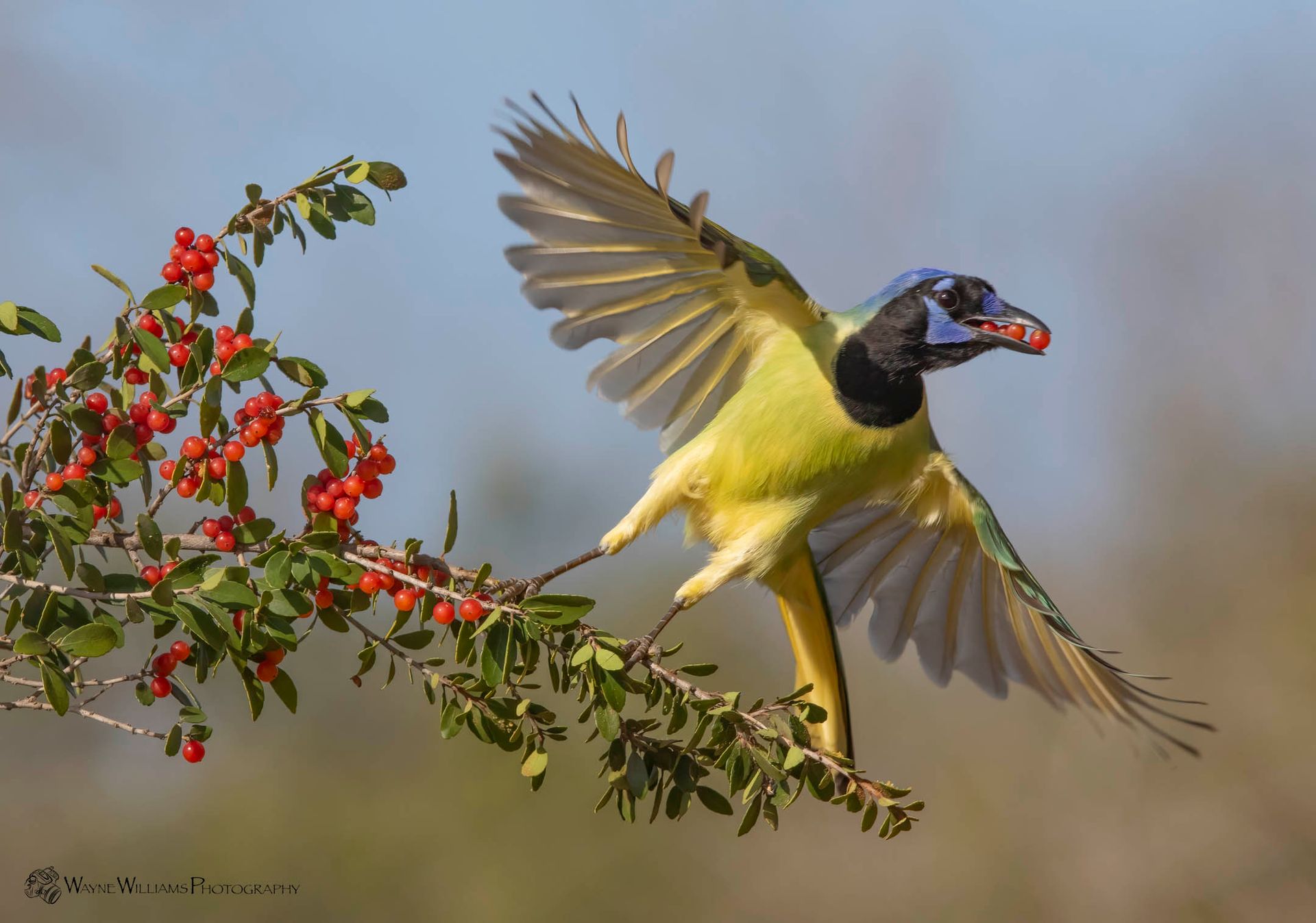 A bird is flying over a tree branch with red berries.