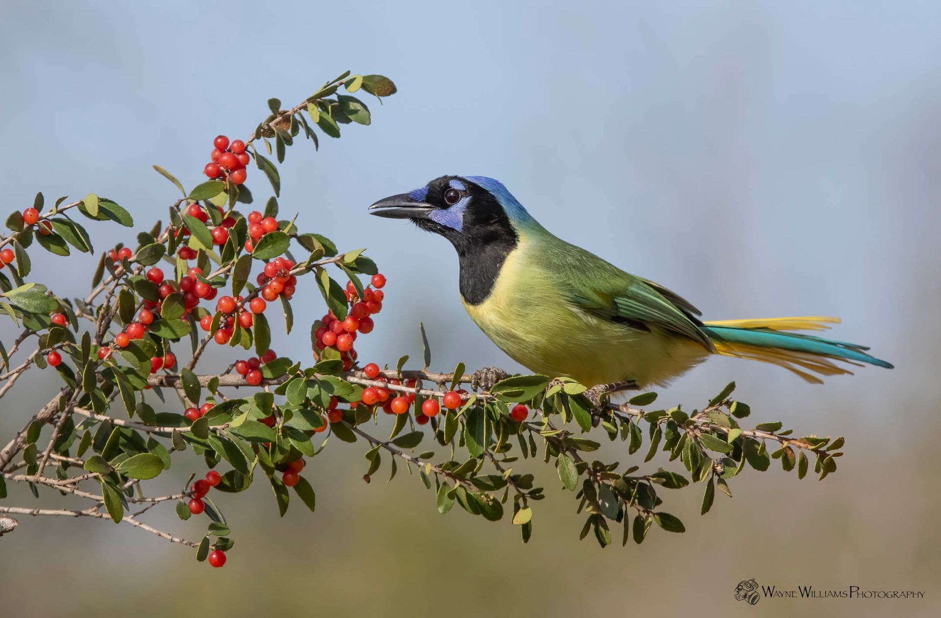A bird perched on a branch with red berries