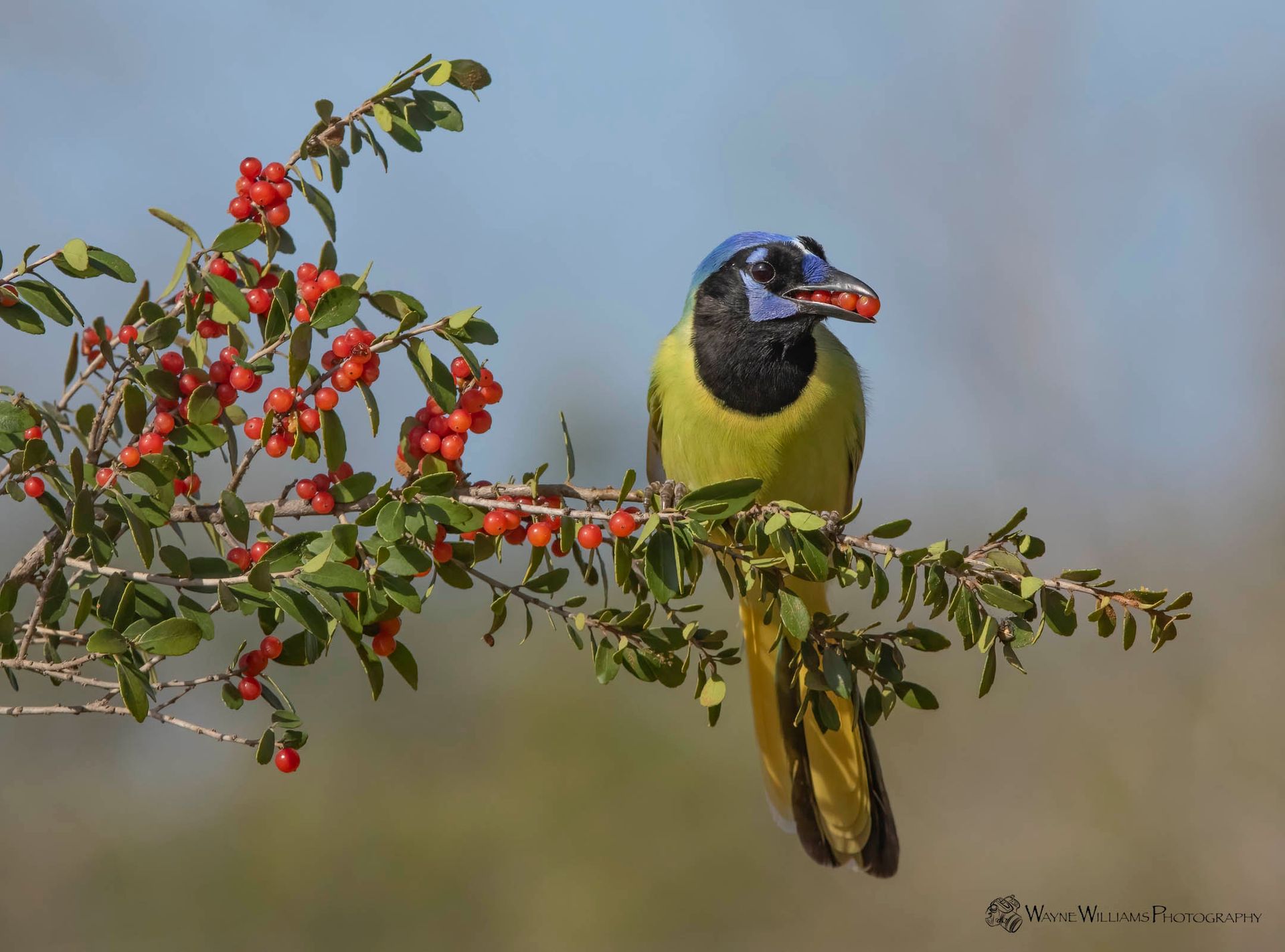 A bird perched on a branch with berries in its beak