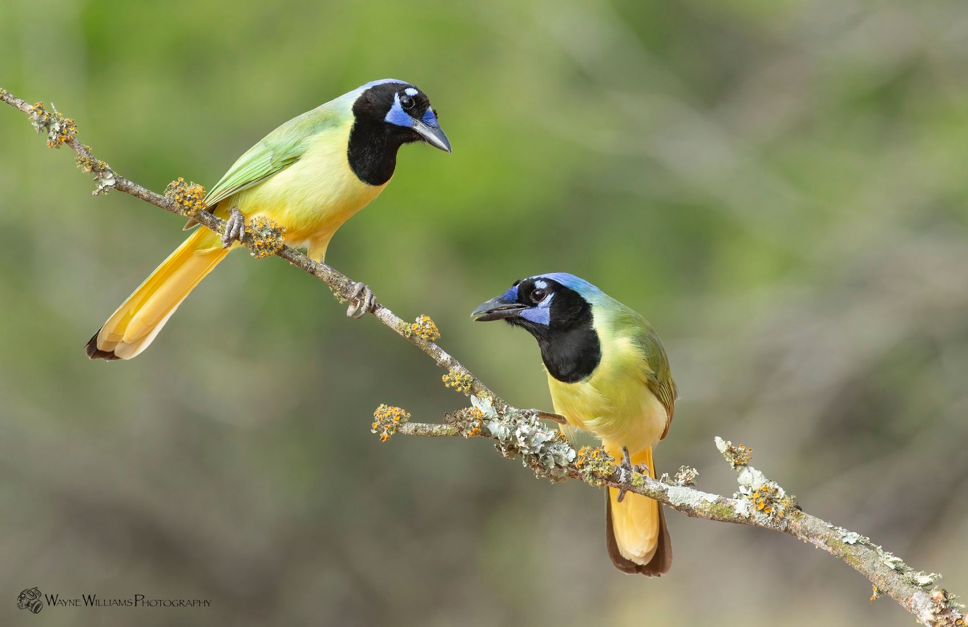 Two birds are perched on a tree branch.