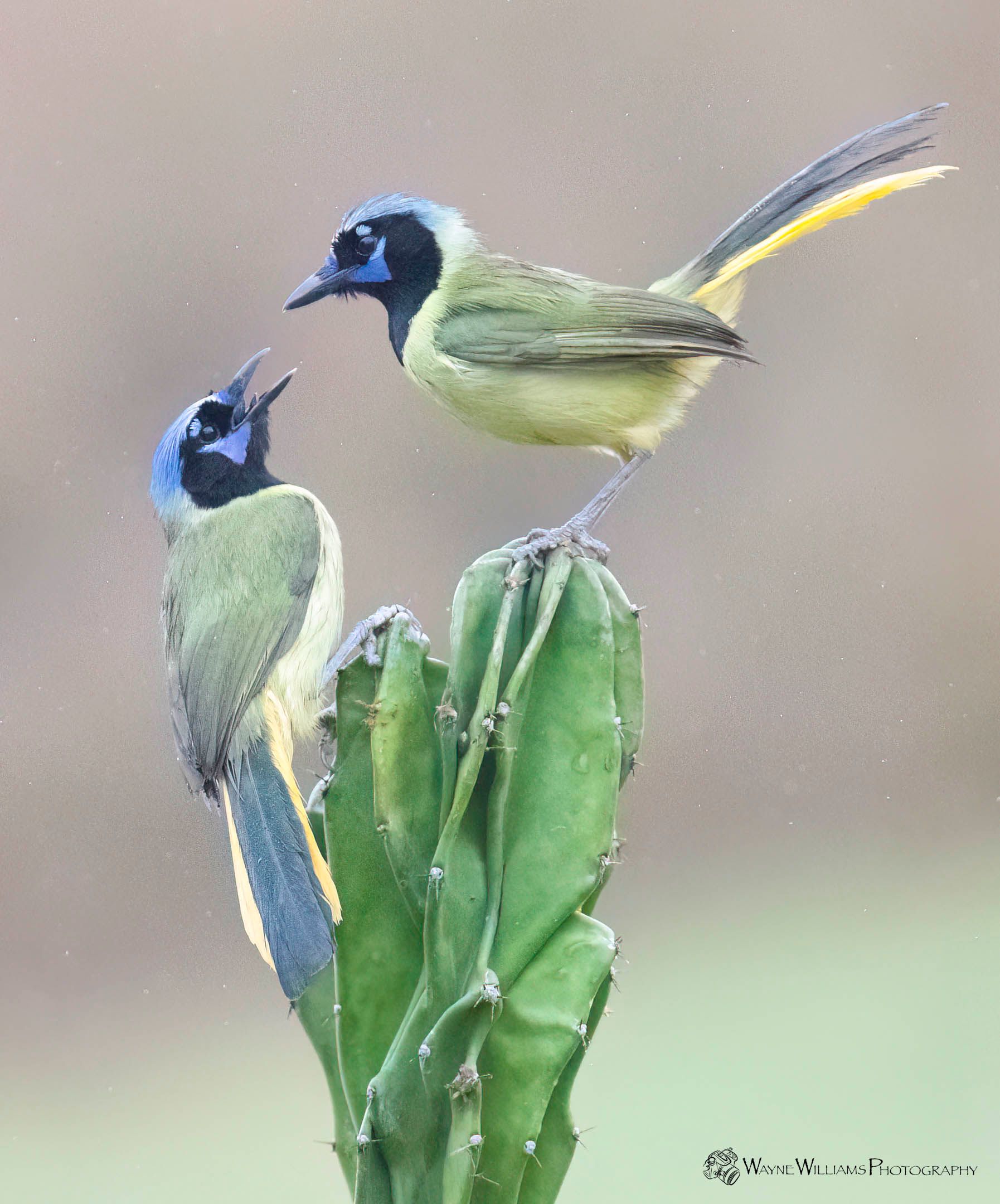 Two birds are perched on top of a green plant.