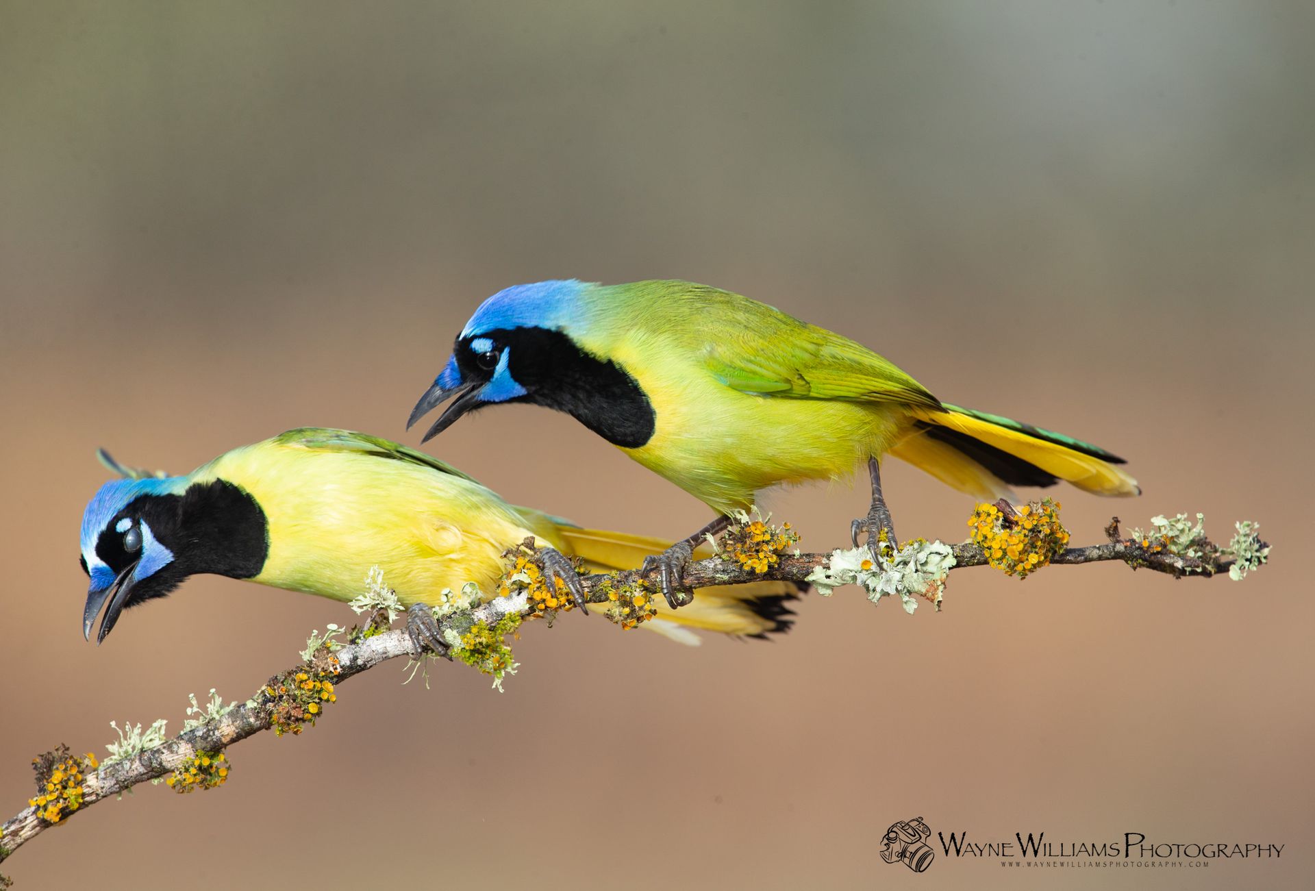 Two birds are perched on a branch and one has a blue head