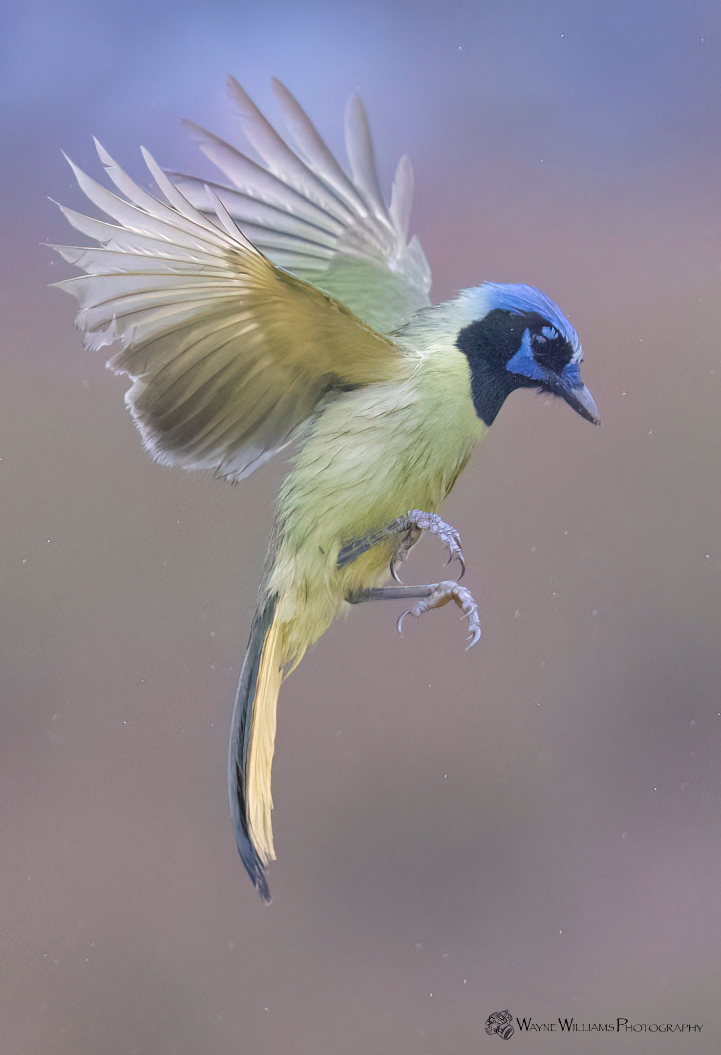 A small bird with a blue head is flying in the air