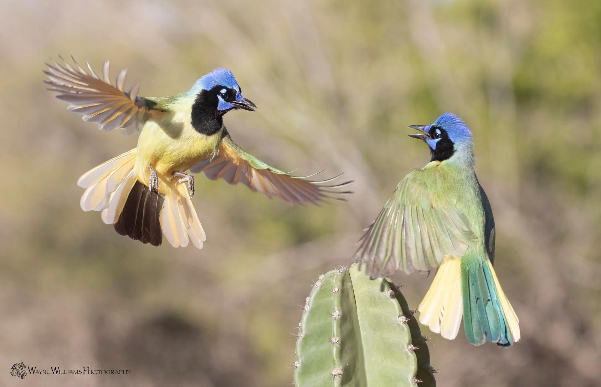 Two birds are flying over a cactus in the desert.