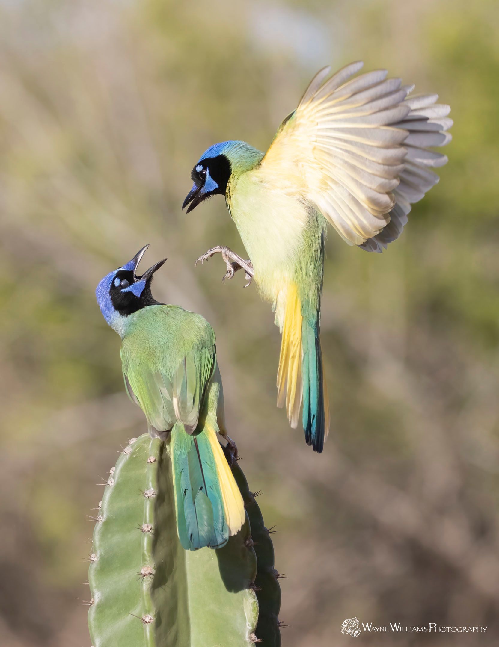 Two birds are perched on top of a cactus.