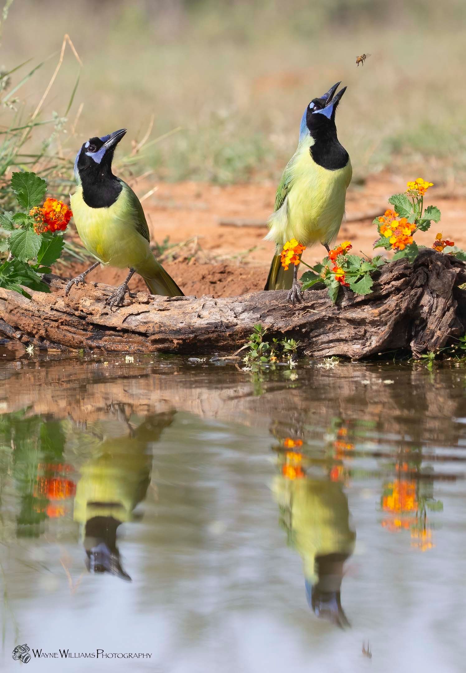 Two birds are drinking water from a pond and their reflection is in the water.