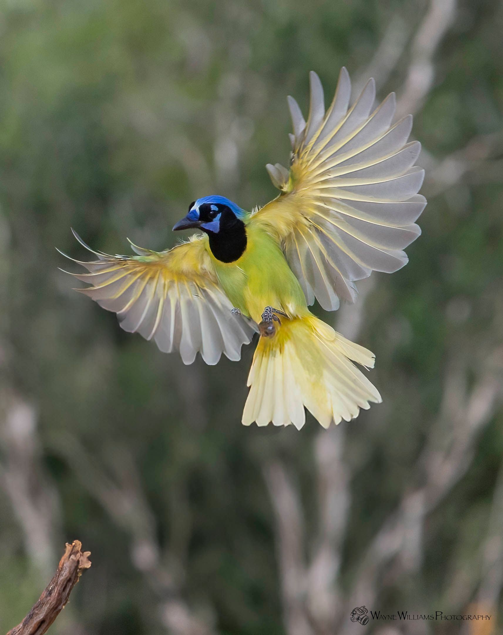 A bird with a blue head is flying with its wings outstretched