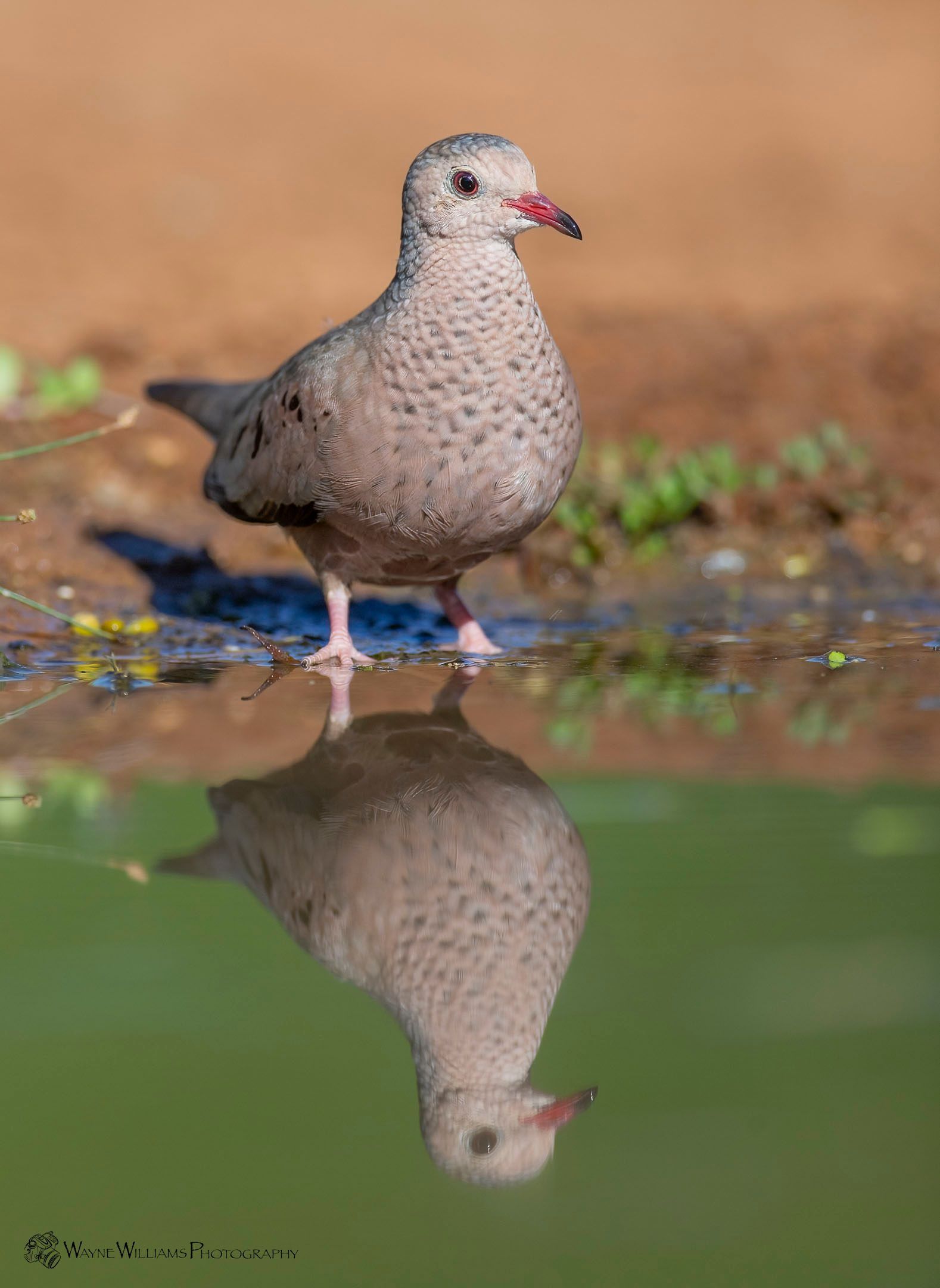 A pigeon is standing in the water and its reflection is in the water.