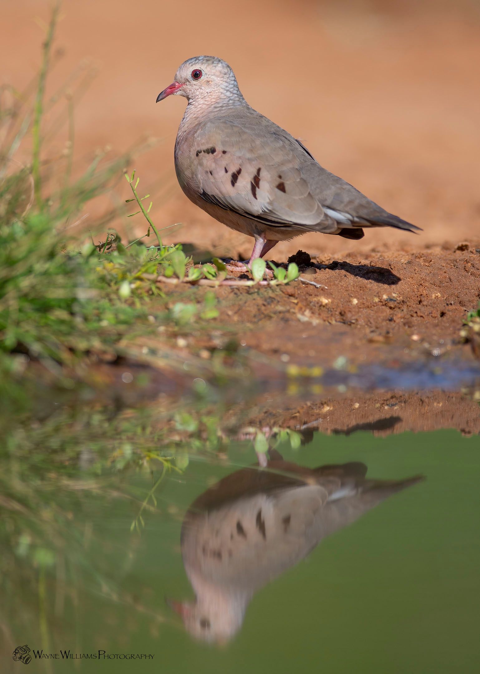 A pigeon is standing next to a body of water and its reflection is in the water.