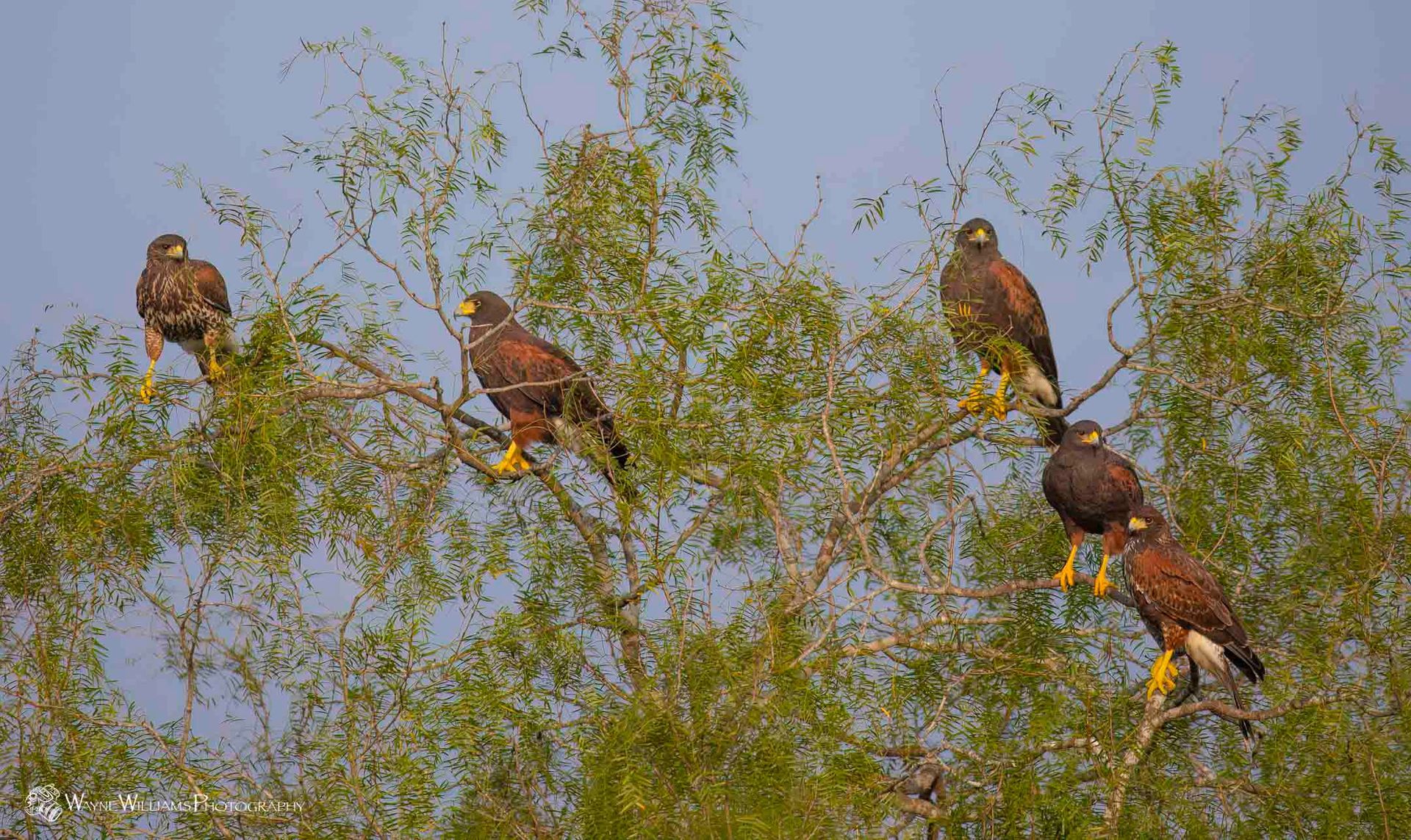 A group of birds are perched on a tree branch.