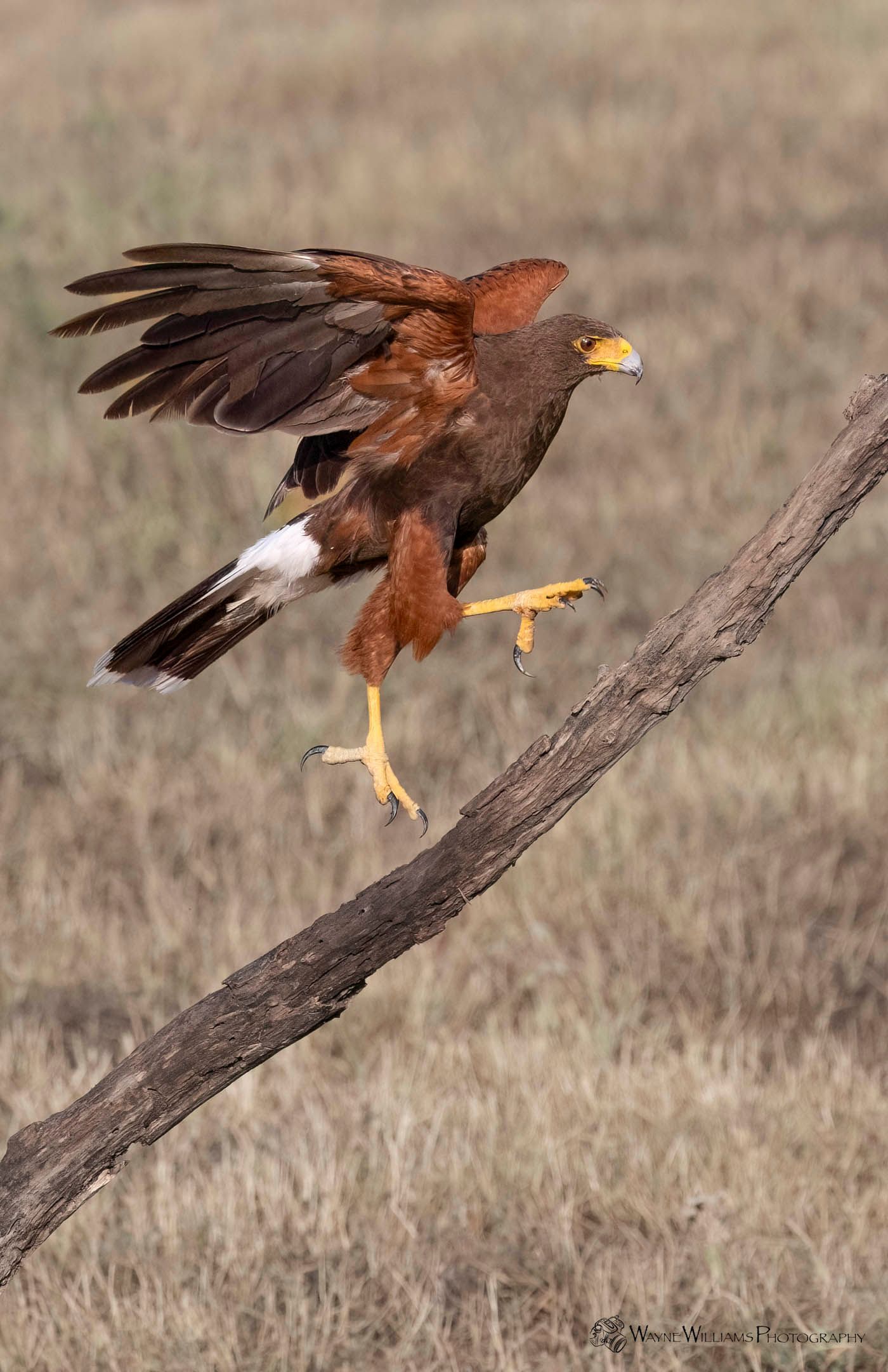 A bird is perched on a tree branch in a field.