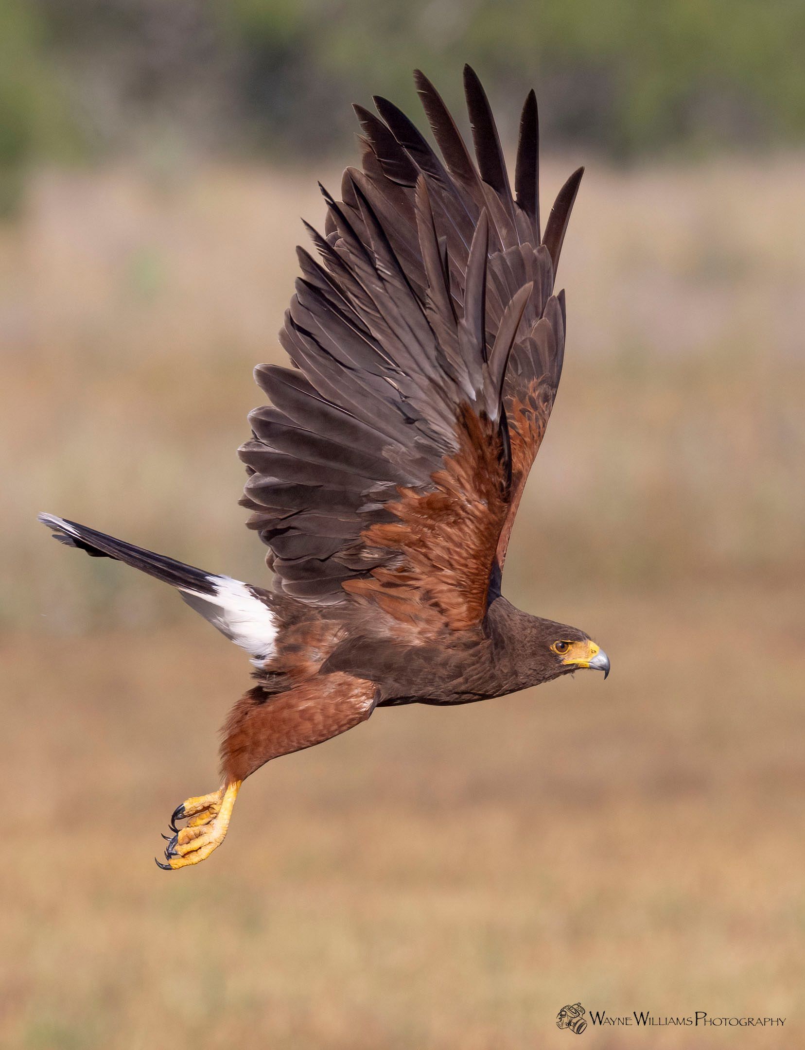 A bird is flying over a field with its wings spread.