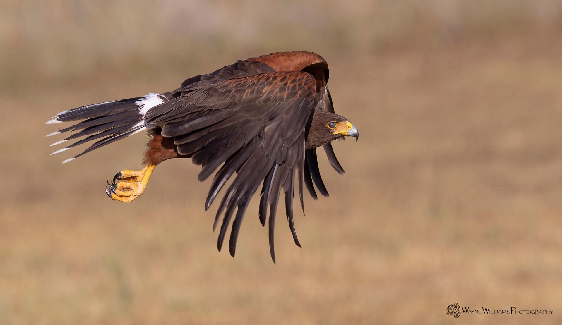 A bird is flying in the air with its wings outstretched.