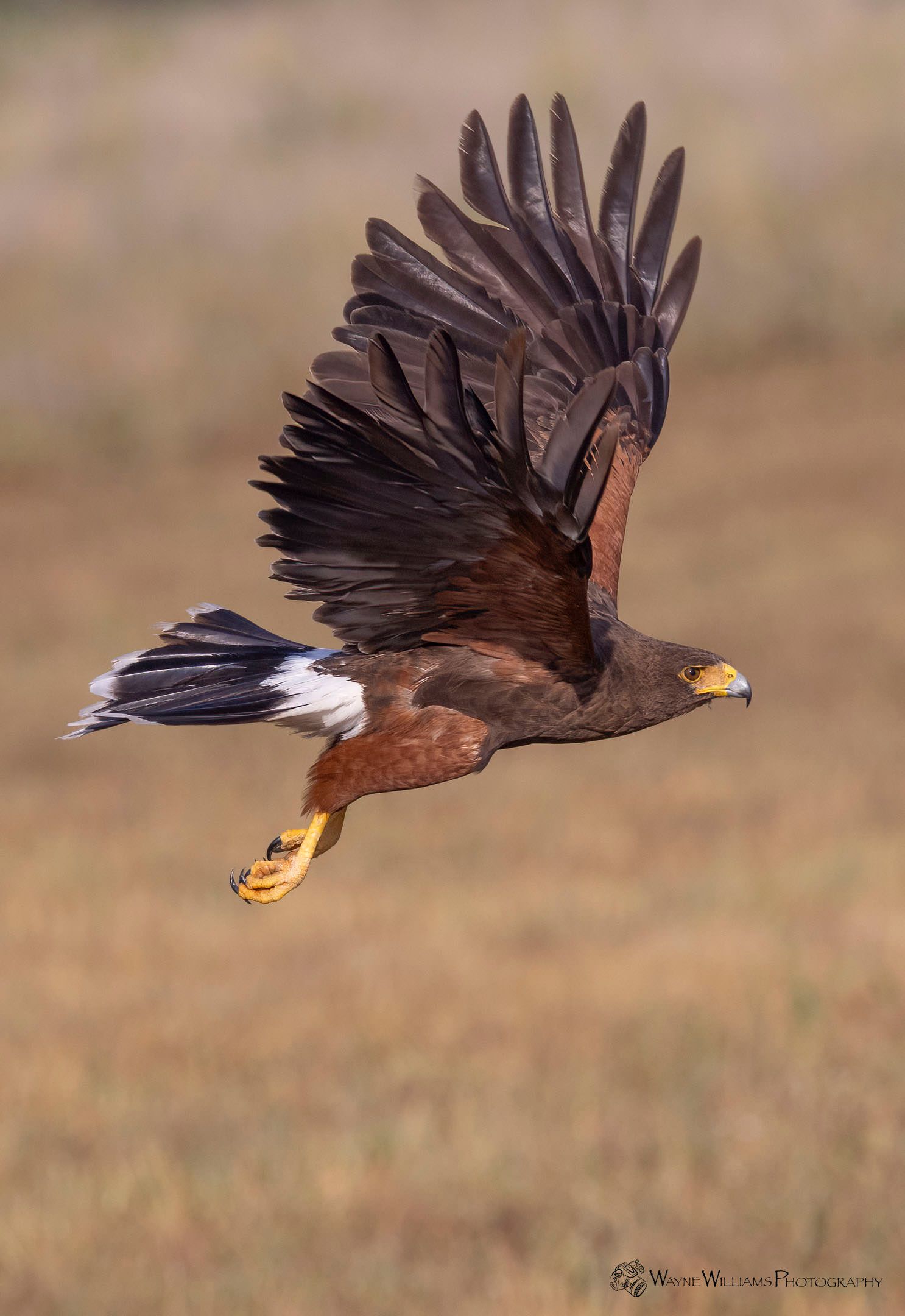 A bird is flying over a field with its wings spread.