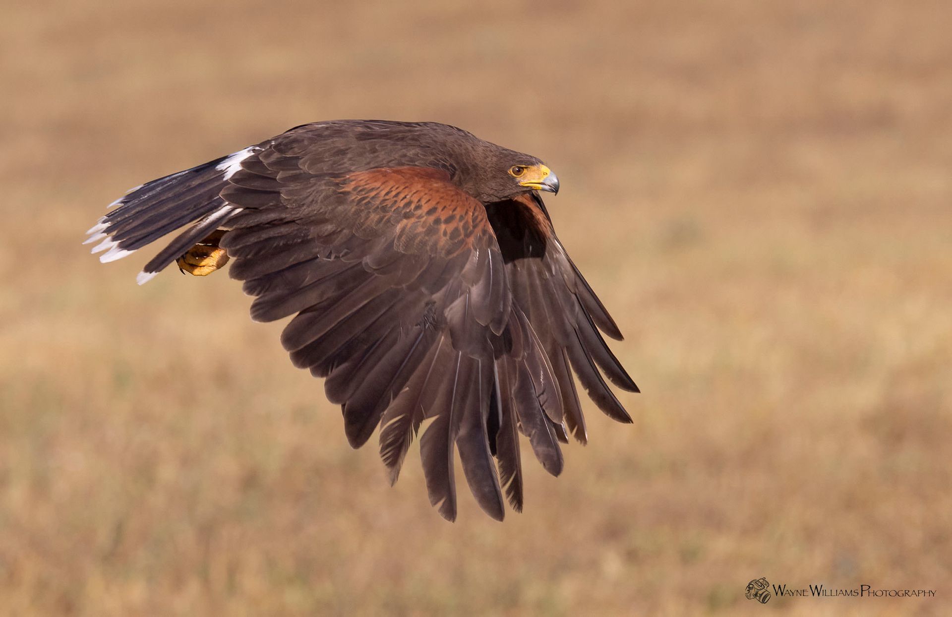 A bird is flying over a field with its wings outstretched.