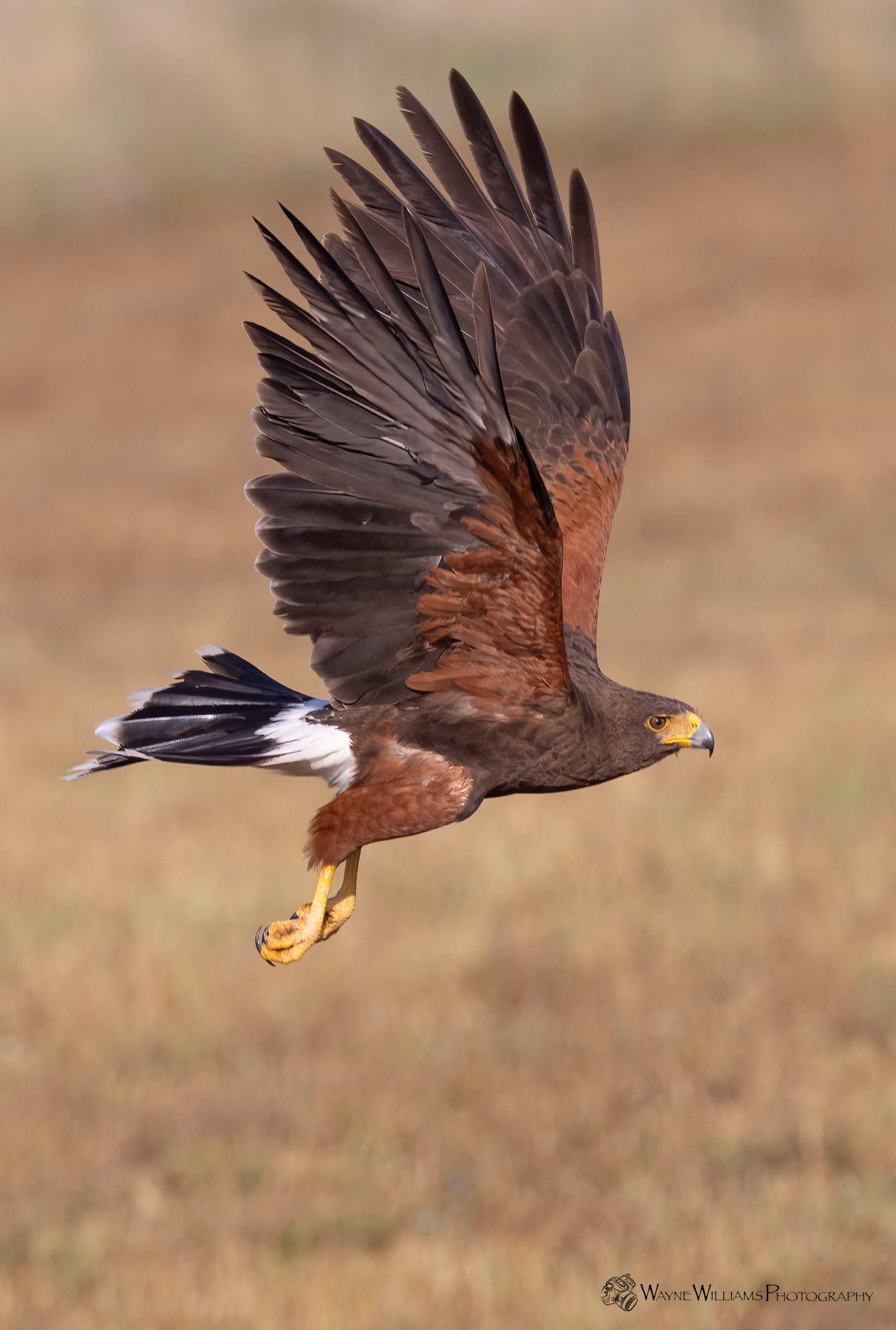 A hawk is flying over a field with its wings spread.