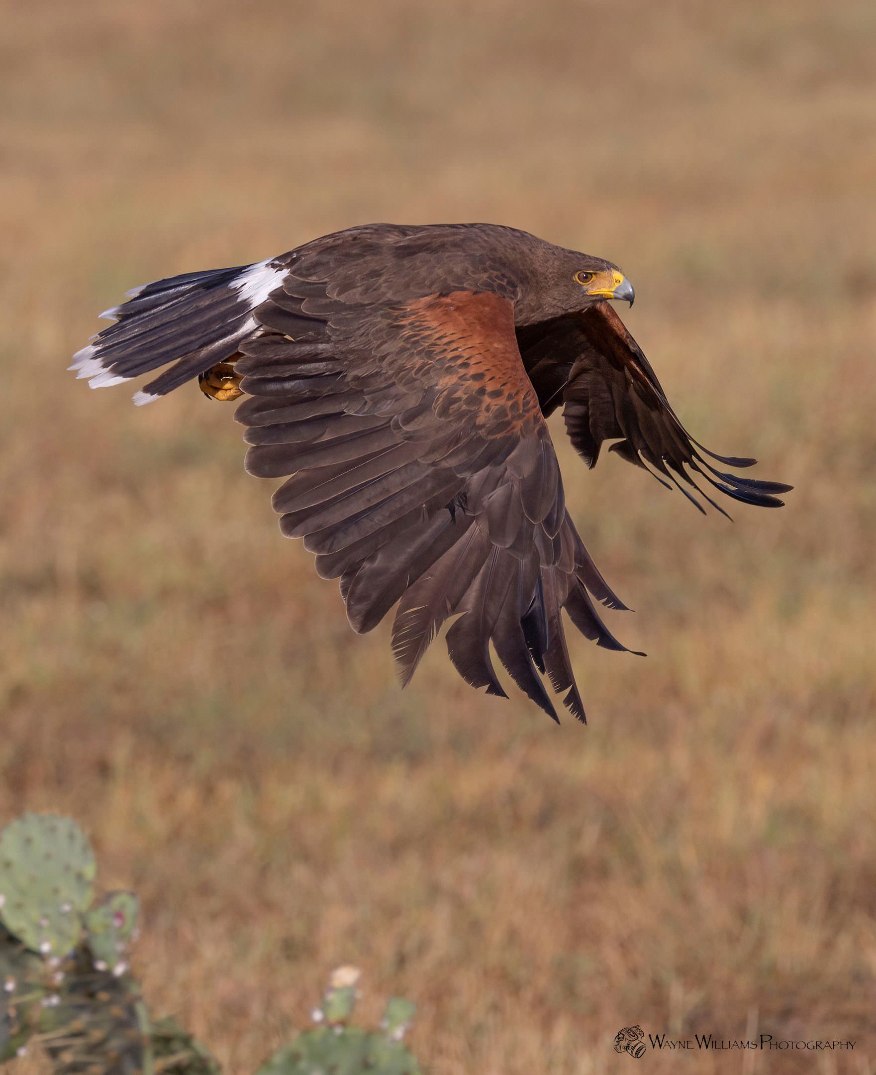 A bird is flying over a field with its wings outstretched.