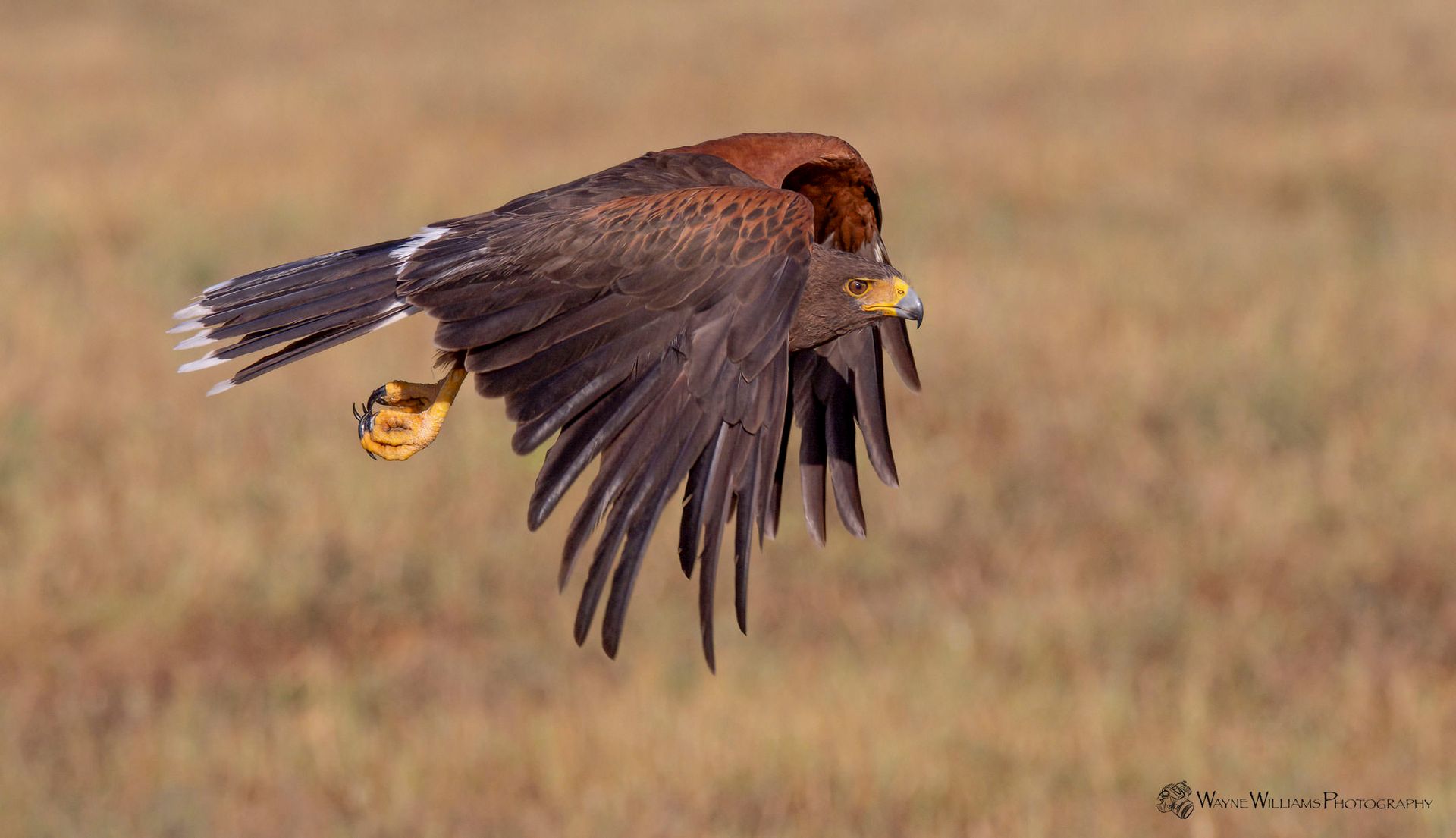A bird is flying over a field with its wings spread.