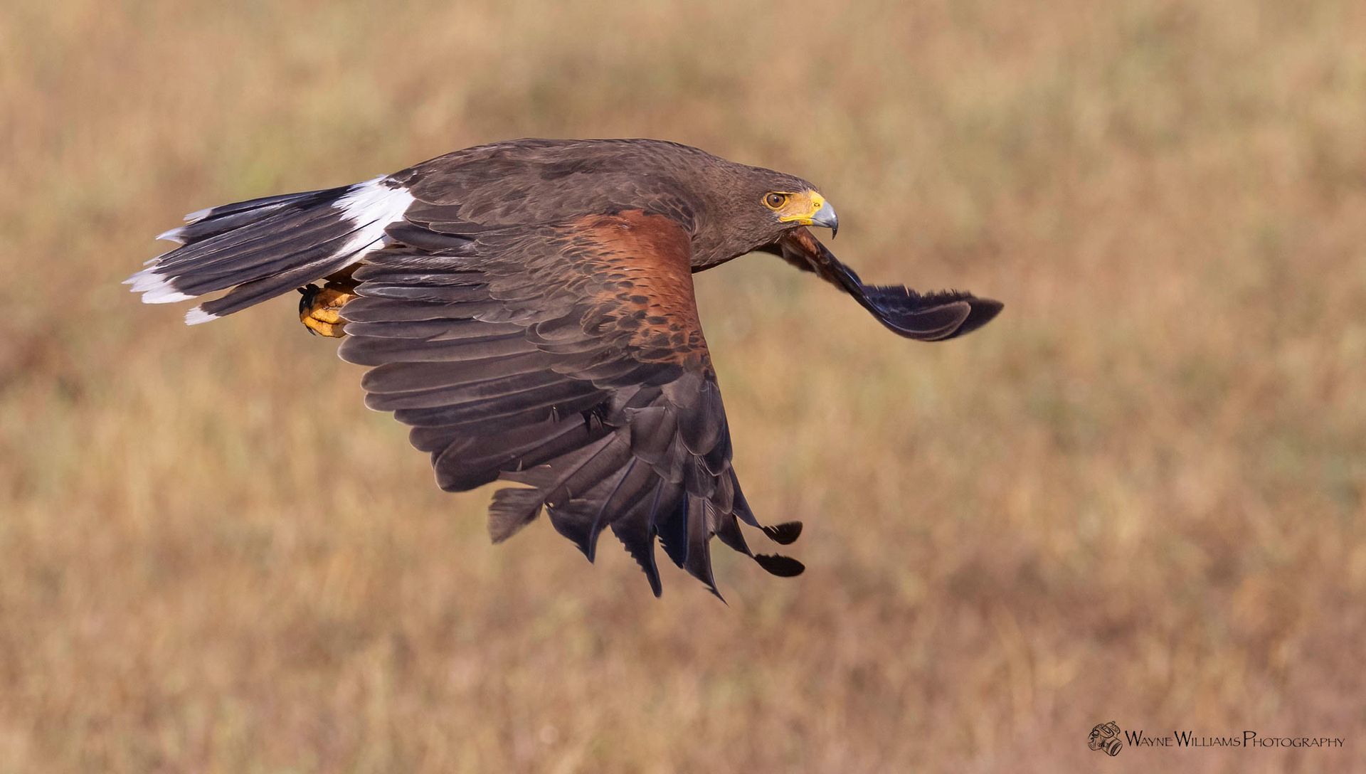 A bird is flying over a field with its wings spread.