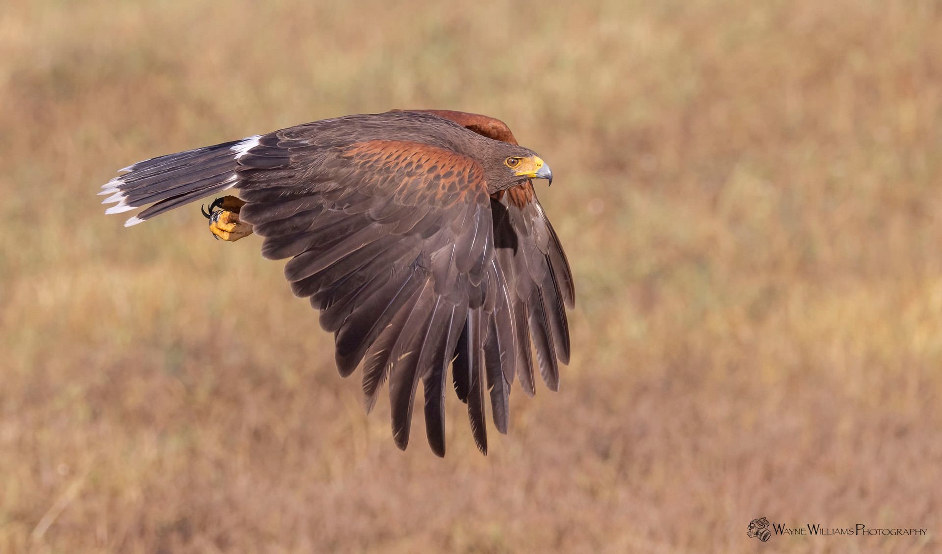 A bird is flying over a field with its wings outstretched.