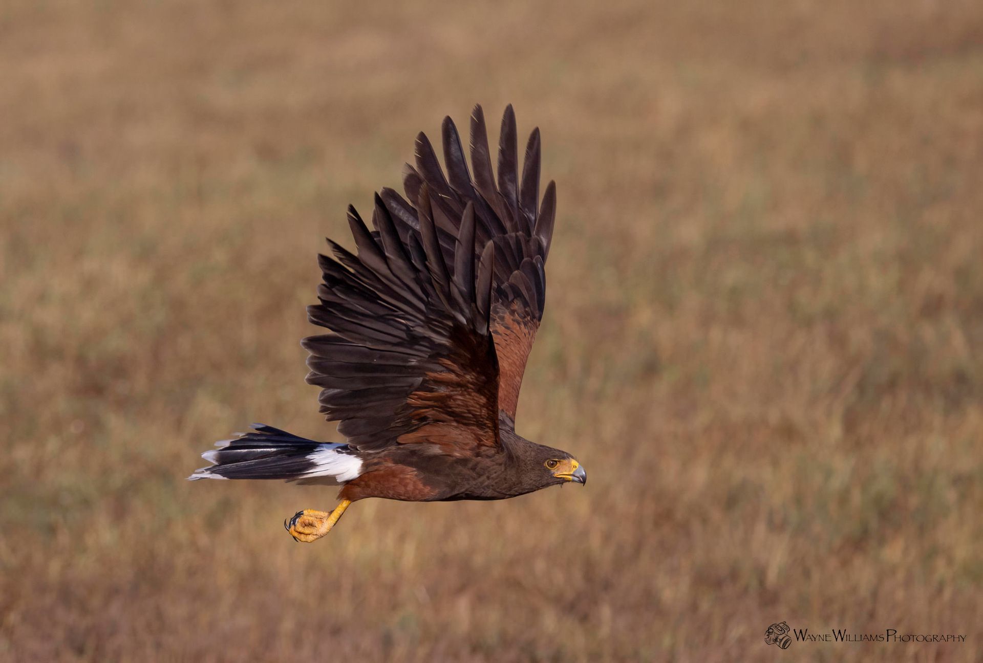 A bird is flying over a field with its wings spread.