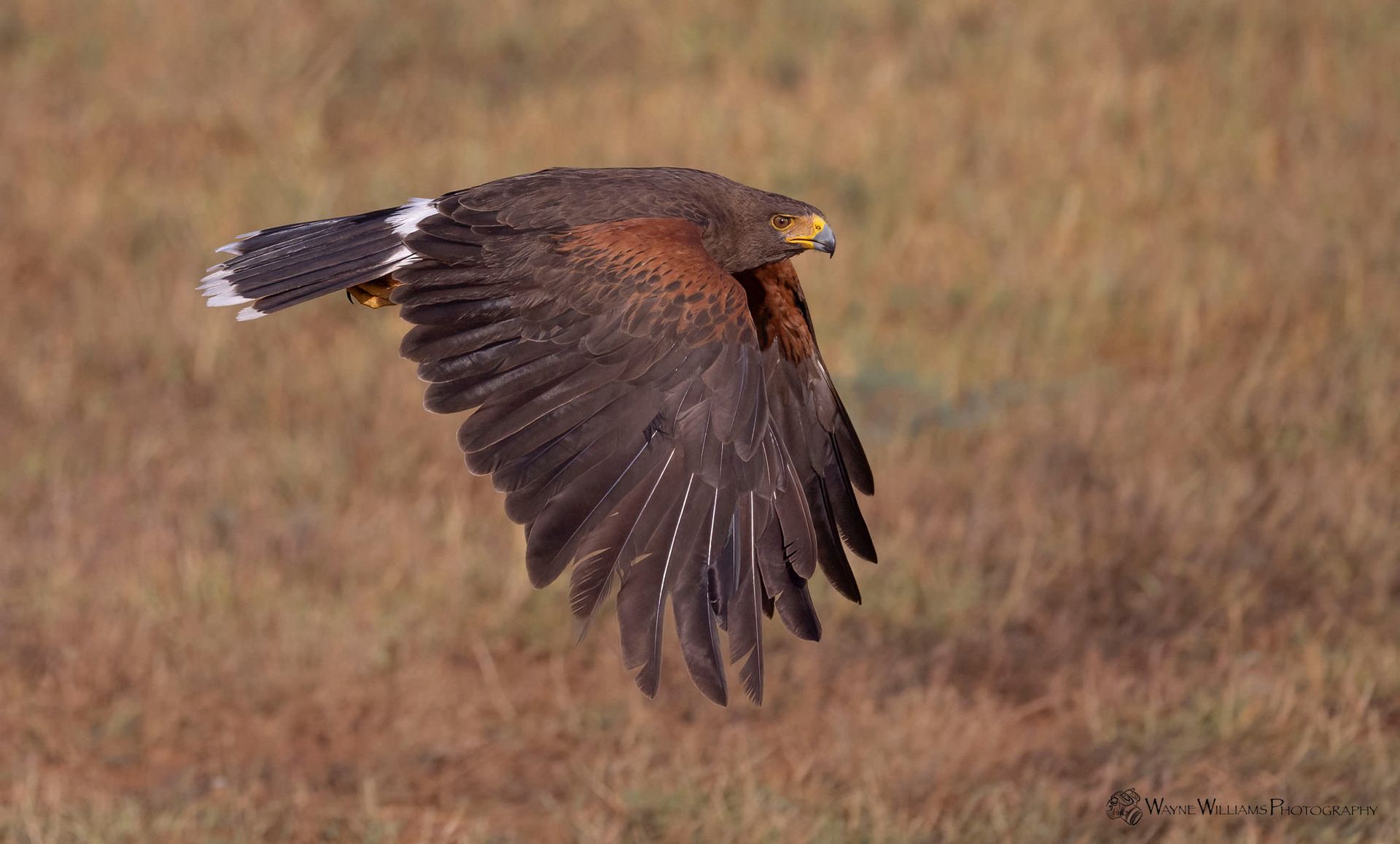 A bird is flying over a field of dry grass.