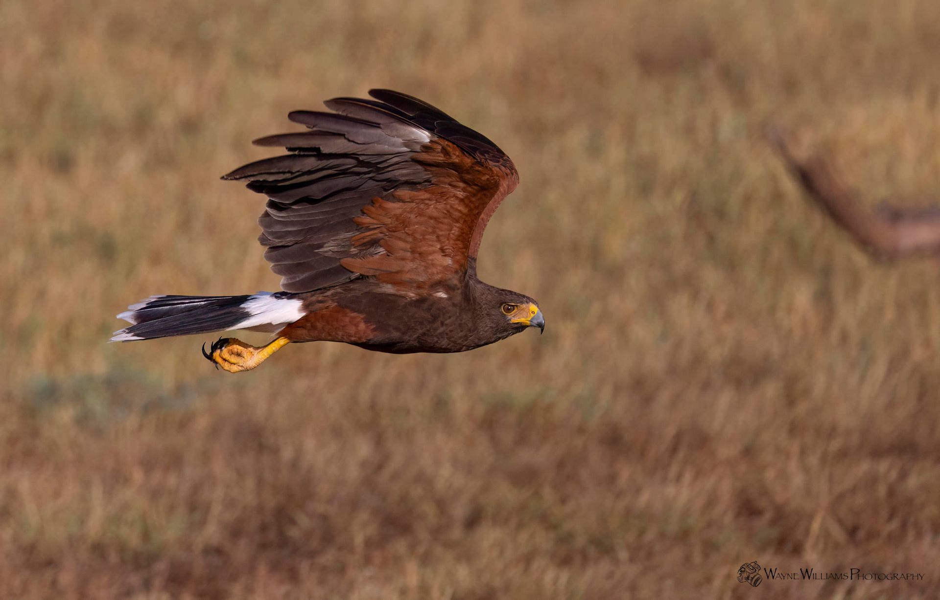 A bird is flying over a field of dry grass.