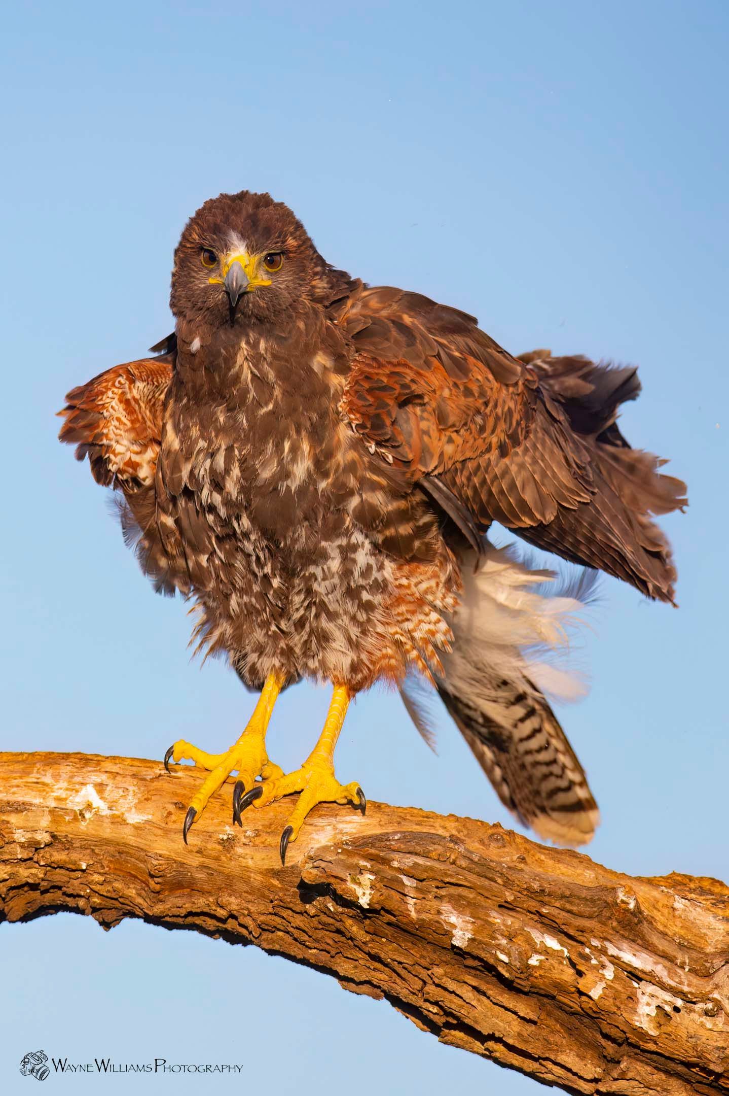 A hawk is perched on a tree branch with its wings outstretched.