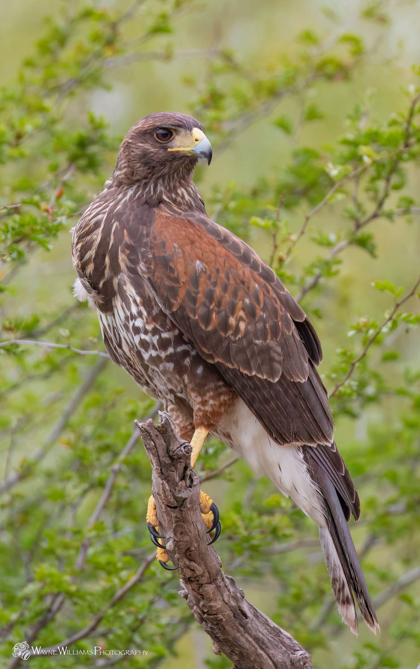 A red tailed hawk perched on a tree branch.