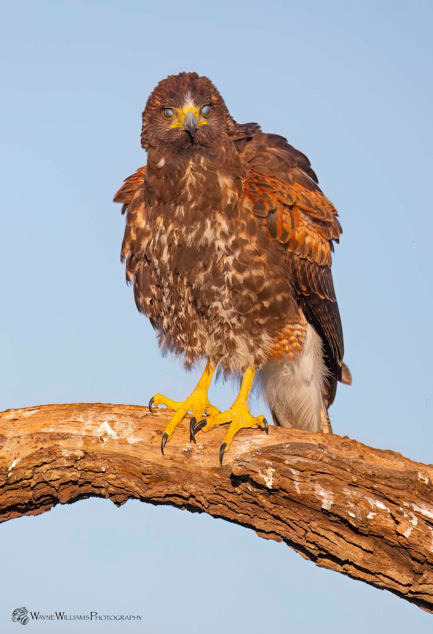 A bird with yellow feet is perched on a tree branch.