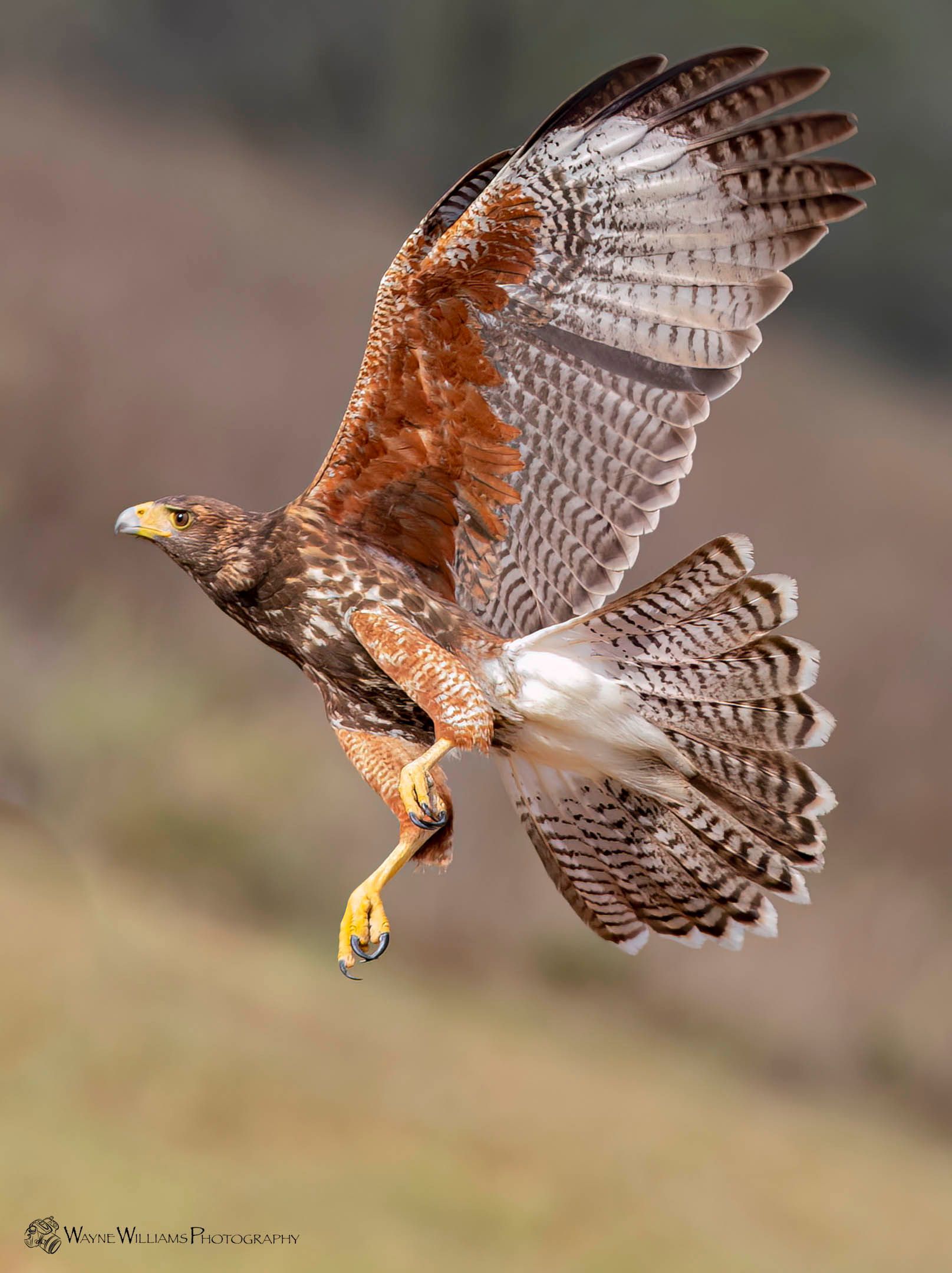 A hawk is flying through the air with its wings spread.
